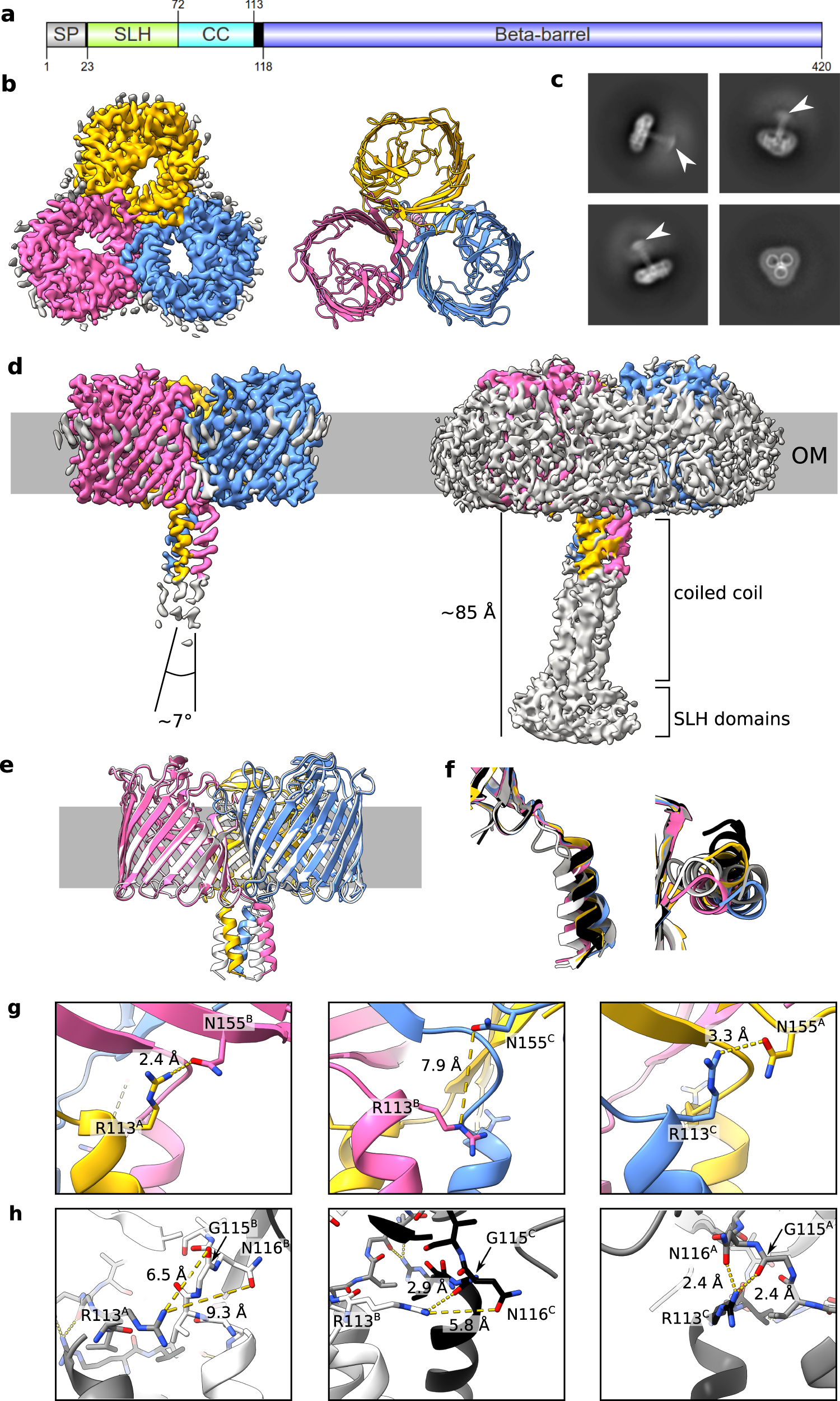 Interdigitated immunoglobulin arrays form the hyperstable surface