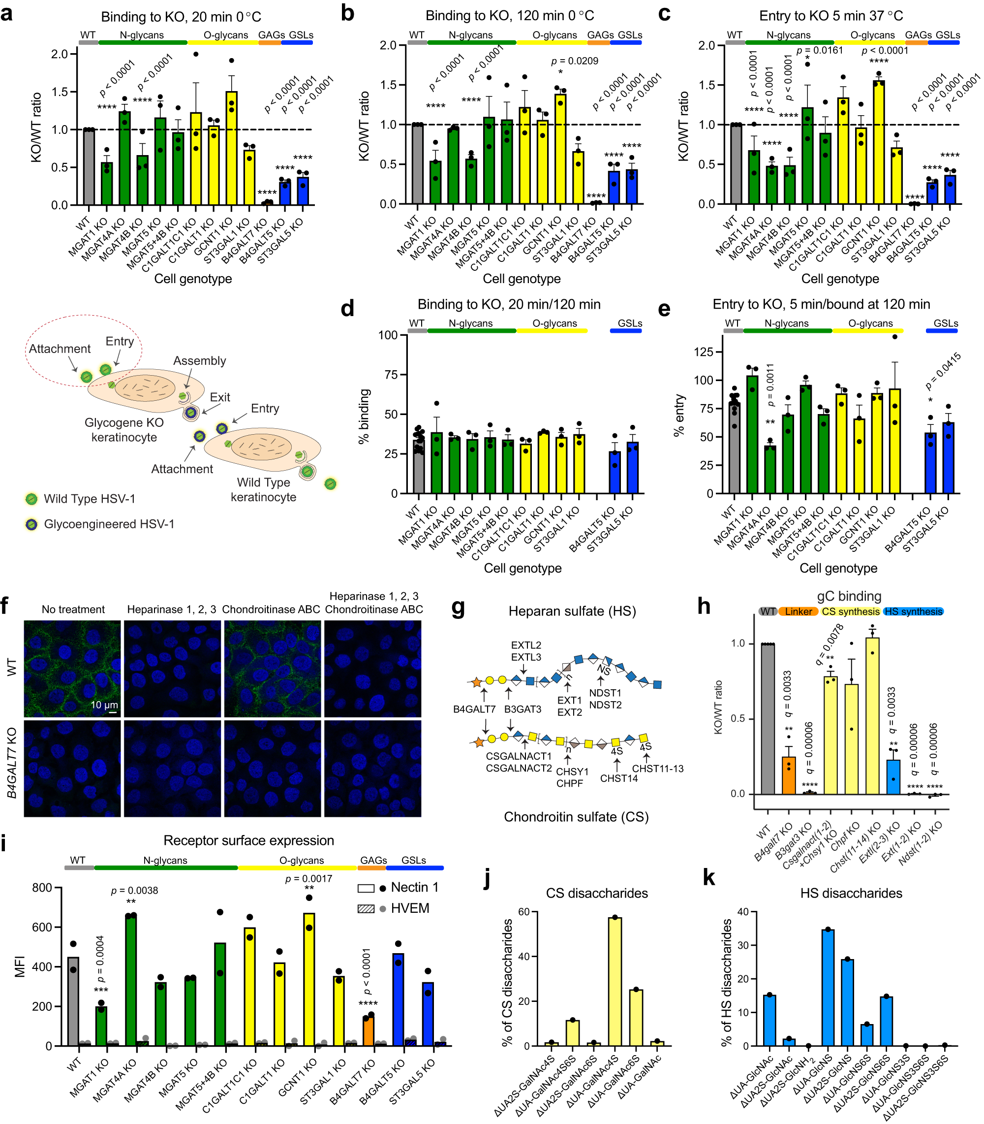 Fig. 2: Binding and entry of HSV-1 to mutant cell lines.