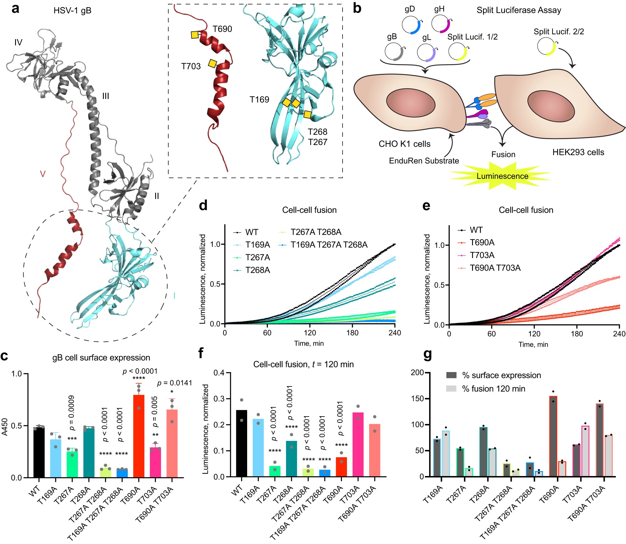 Fig. 6: Single O-glycosites affect gB-mediated cell-cell fusion efficiency.