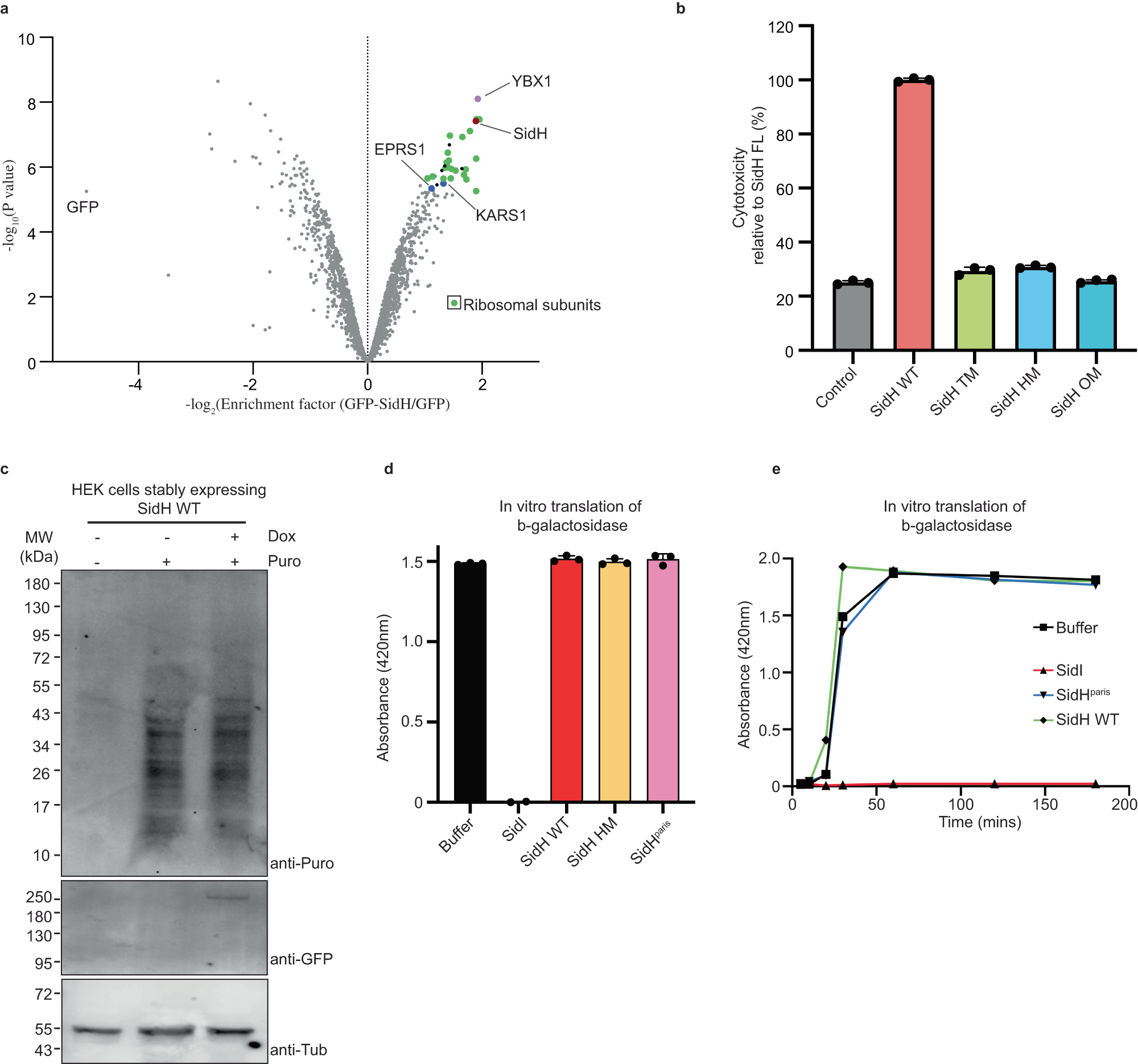 Fig. 5: SidH does not affect host protein synthesis.