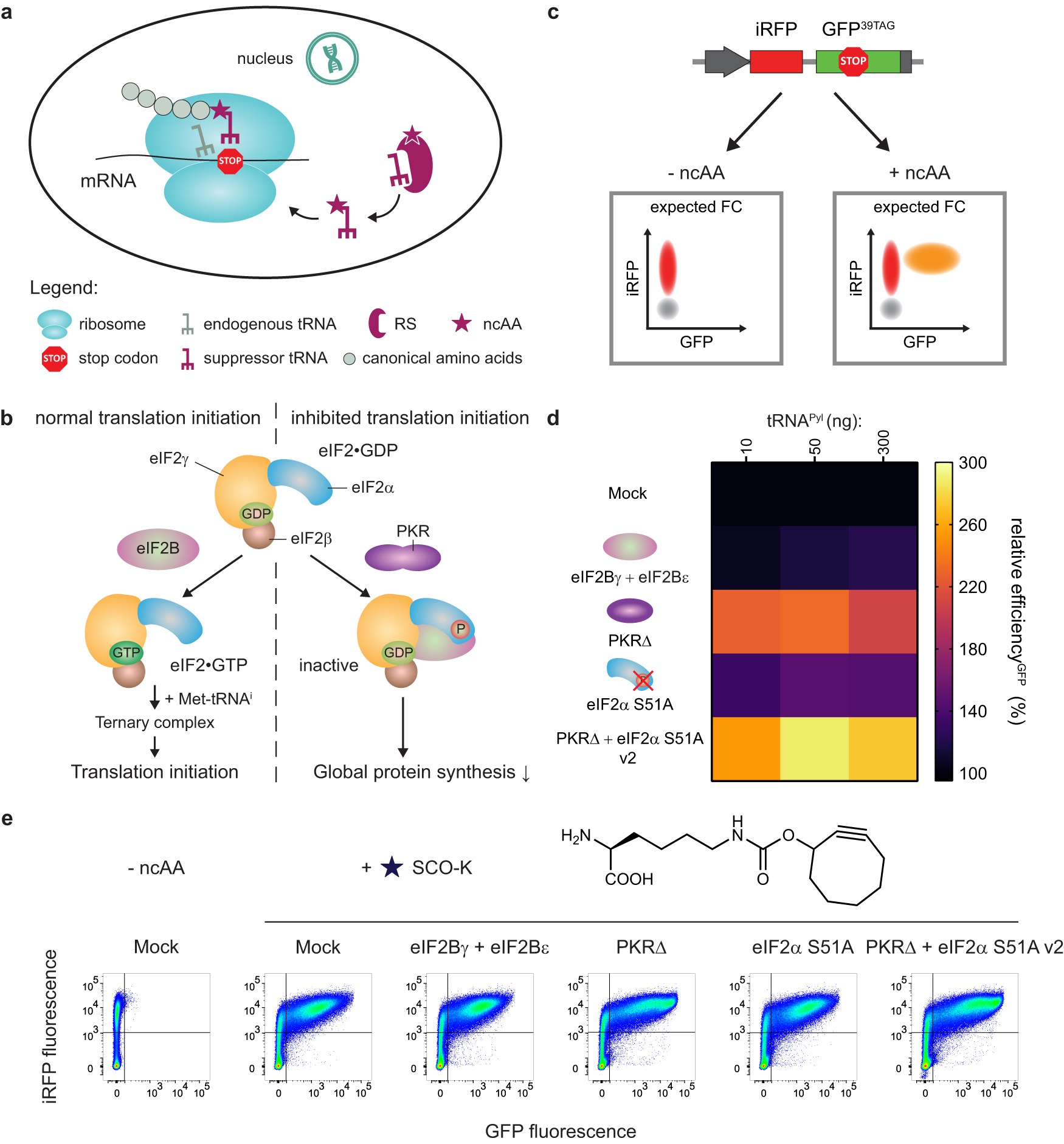Fig. 1: Reprogramming the PKR-dependent eIF2α phosphorylation pathway enables GCE enhancement in mammalian cells.