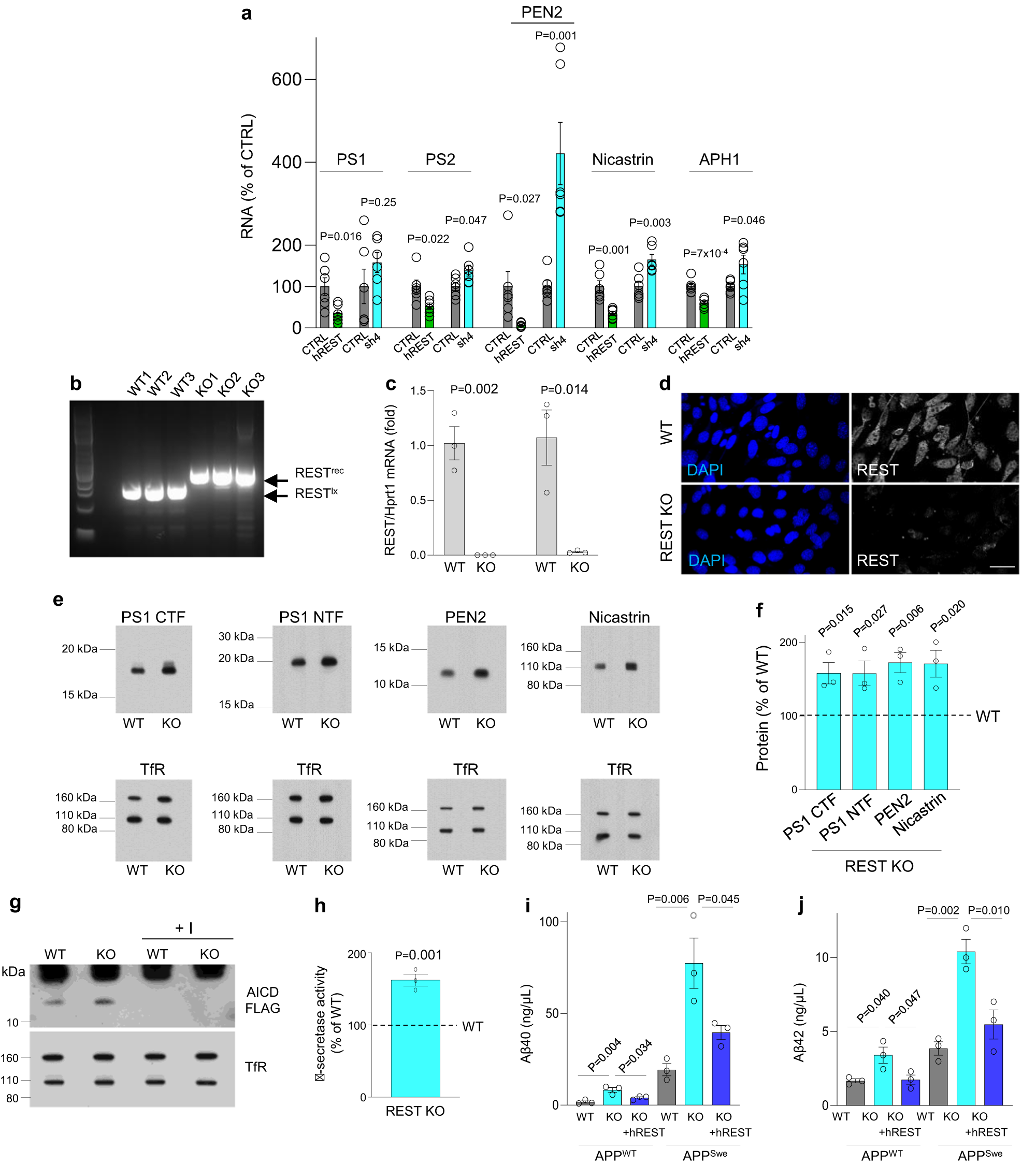 Fig. 6: REST suppresses γ-secretase.