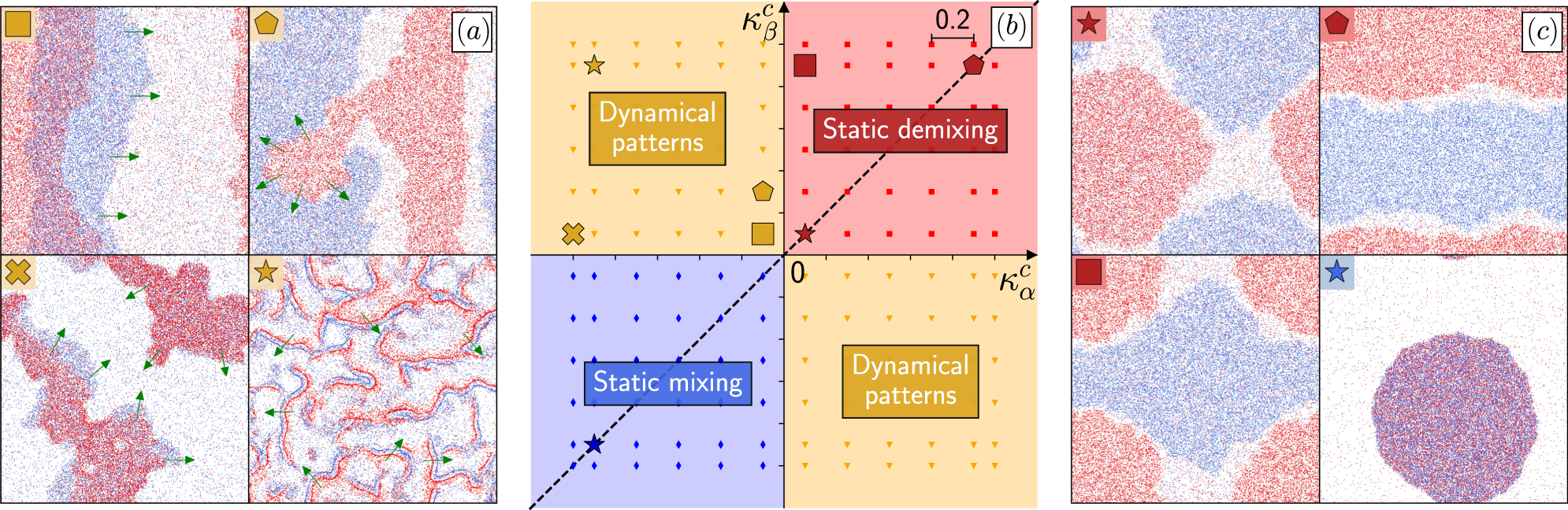 Fig. 3: Simulations of two species of RTPs when non-reciprocity survives coarse-graining.