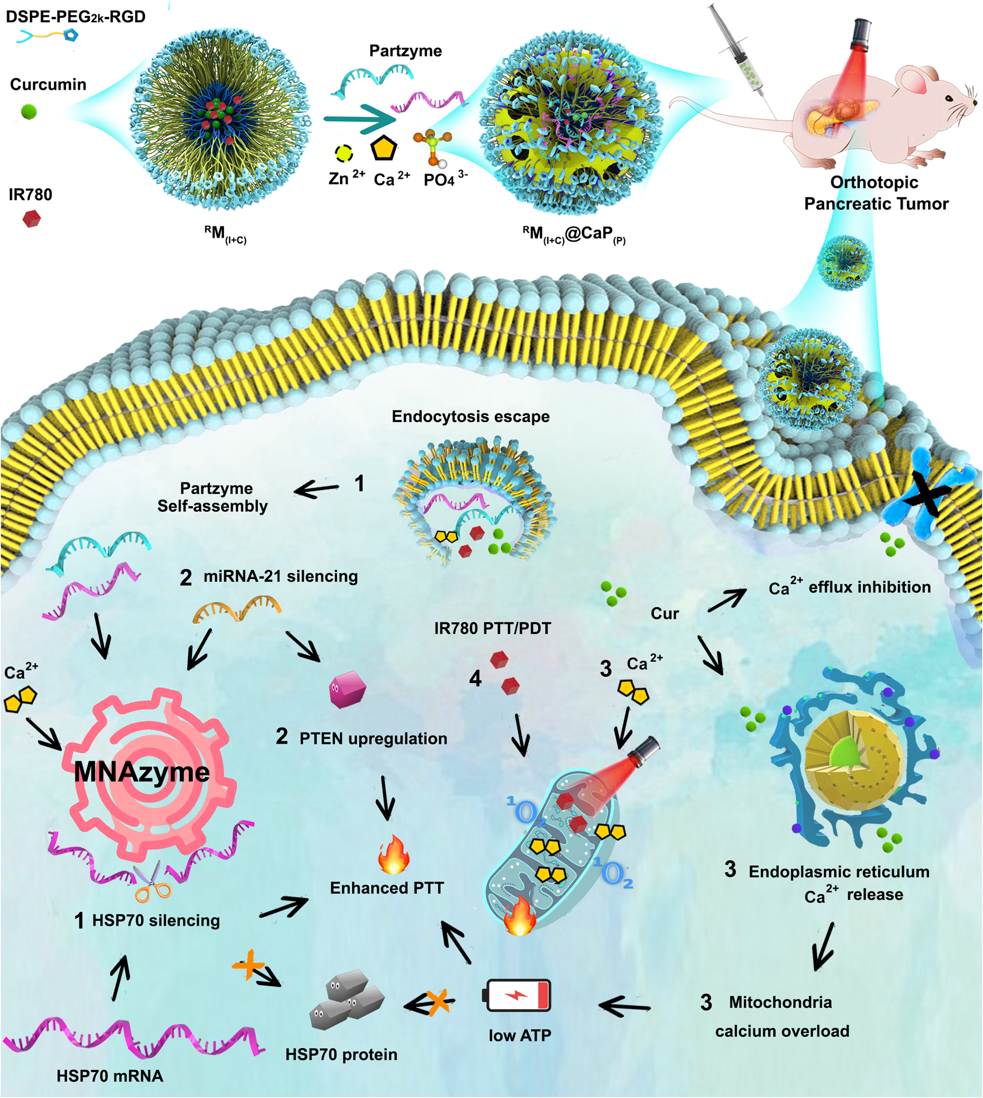 Fig. 2: Illustration of four-step reactions after nanosystem fabrication and delivery.