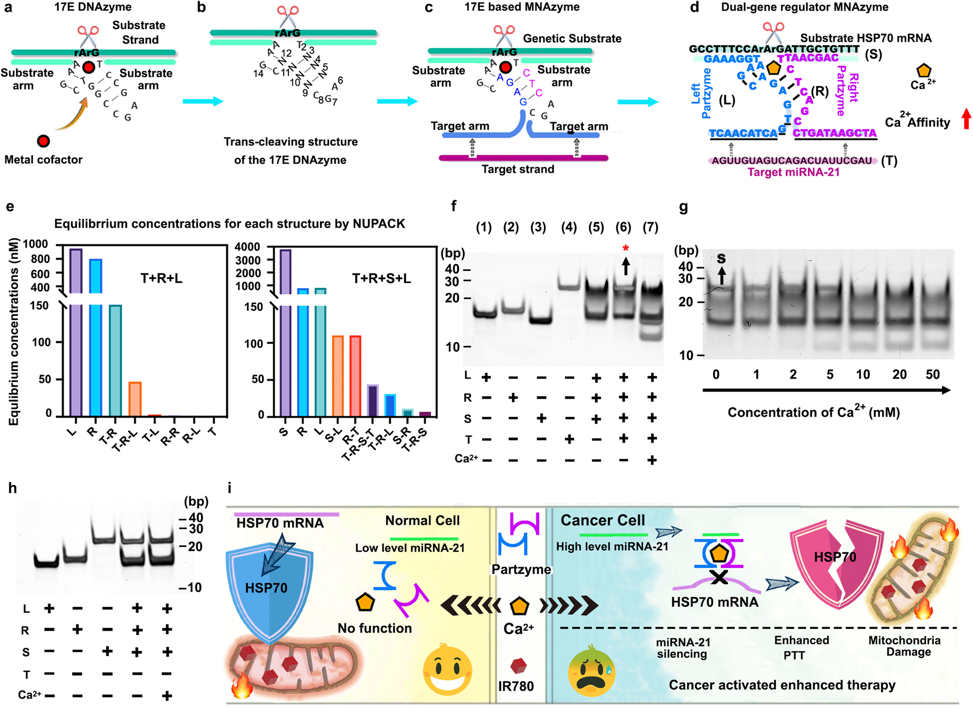 Fig. 3: Architecture of the Ca2+-responsive MNAzyme system for dual-gene adjustment.