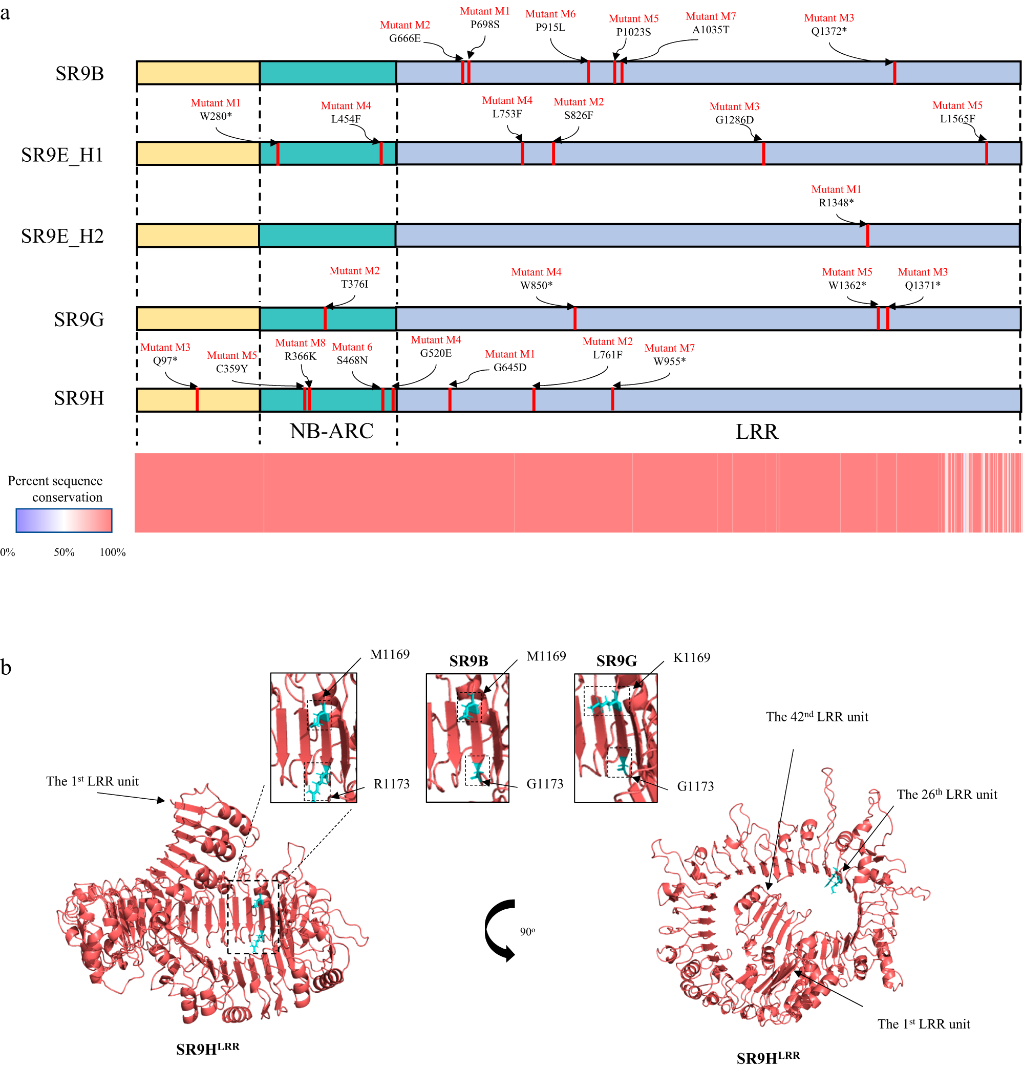 BED-domain-containing immune receptors confer diverse resistance spectra to  yellow rust