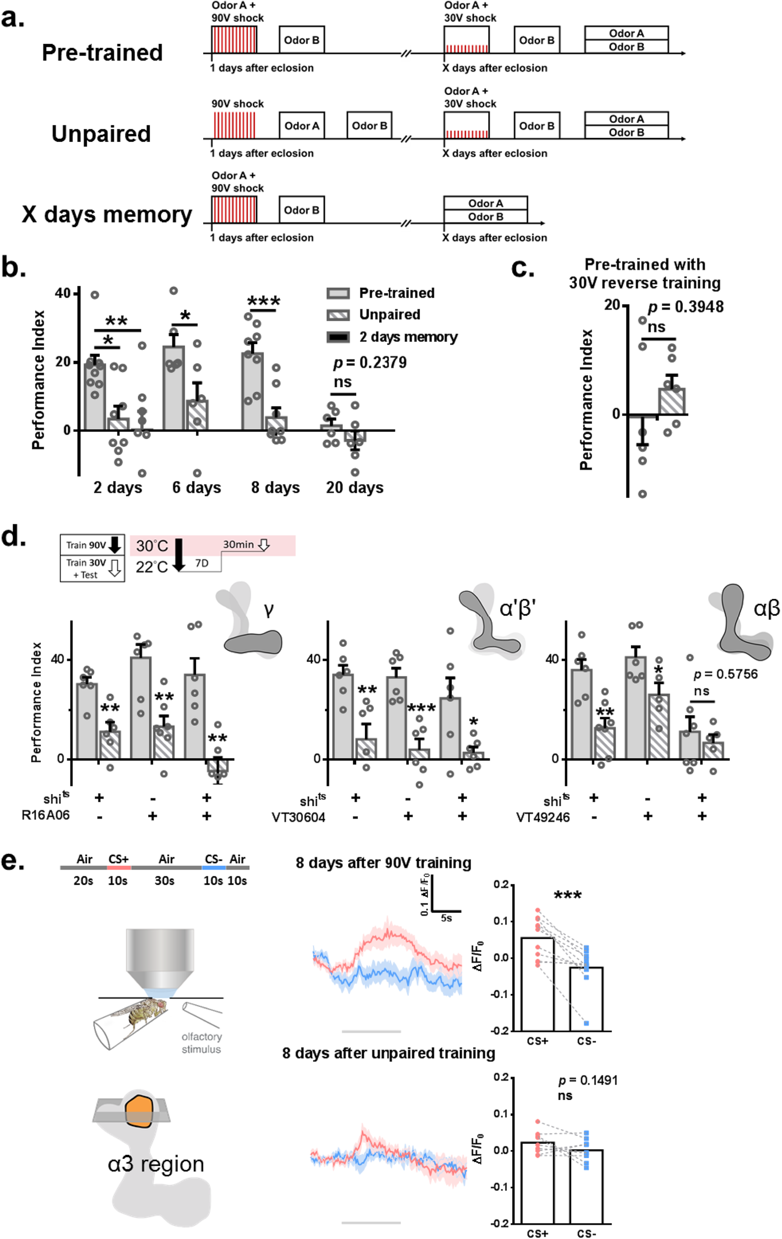 Forgotten memory storage and retrieval in Drosophila