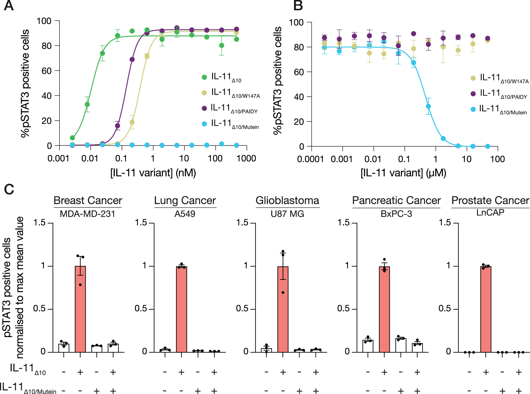 Fig. 4: IL-11 Mutein is an effective inhibitor of human IL-11 signalling in vitro.