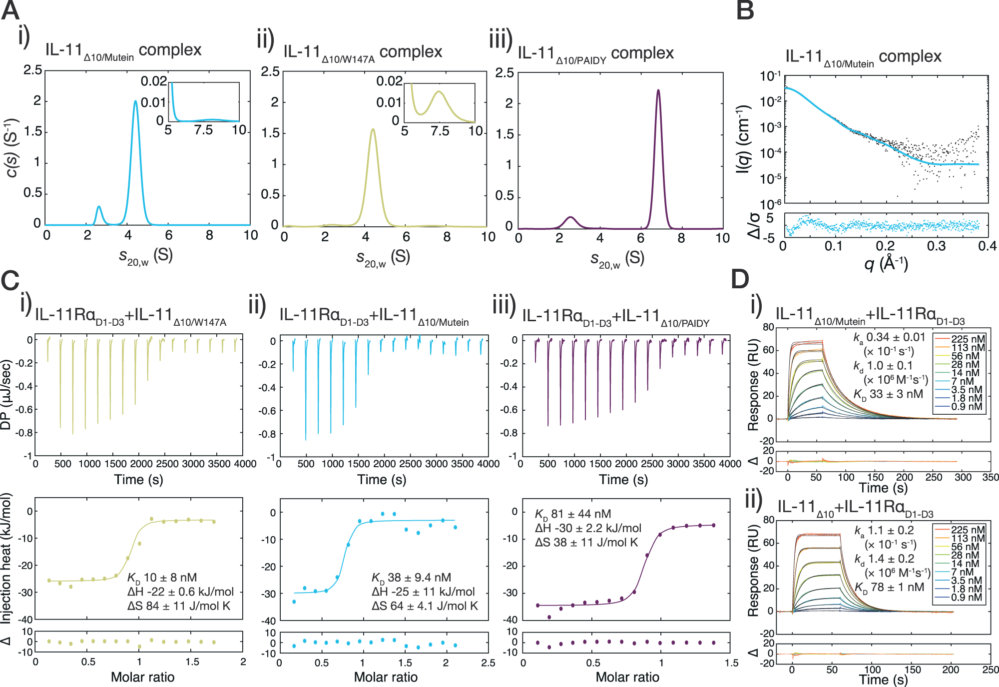 Fig. 5: Biophysical basis for IL-11 Mutein signalling inhibition.