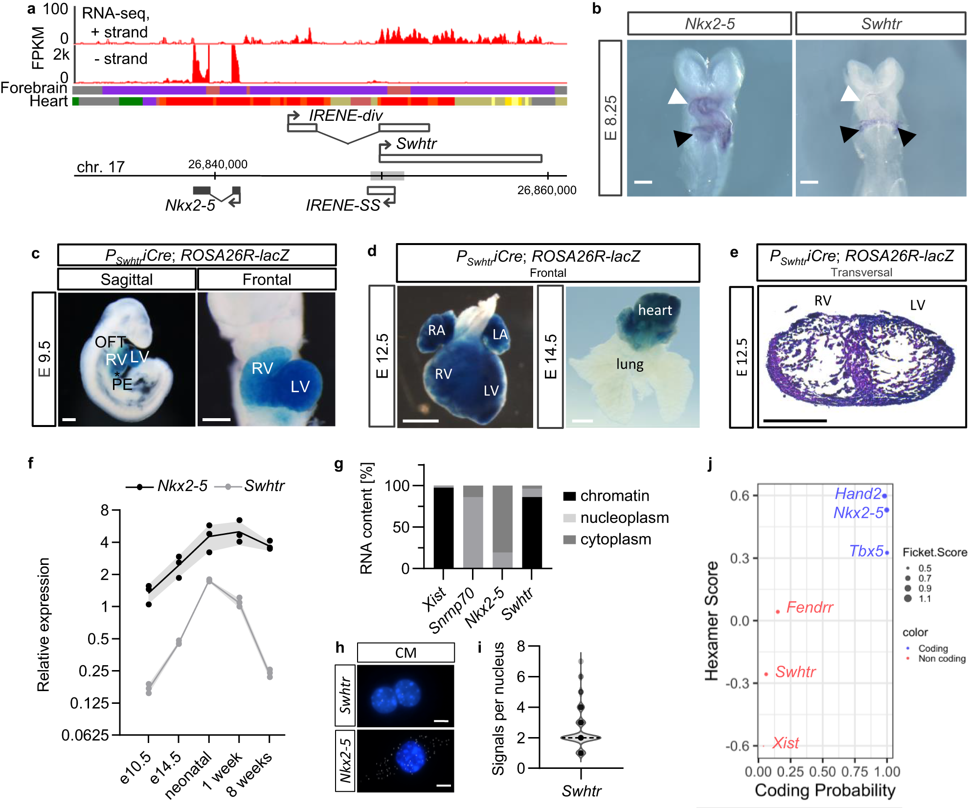 The lncRNA Sweetheart regulates compensatory cardiac hypertrophy after  myocardial injury in murine males | Nature Communications