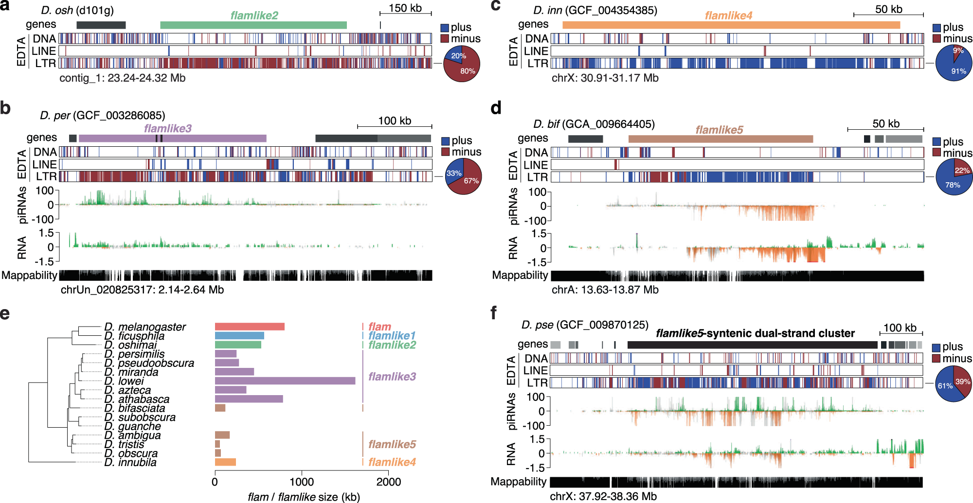 Fig. 4: Multiple flam-like clusters are identified across diverse Drosophila species.