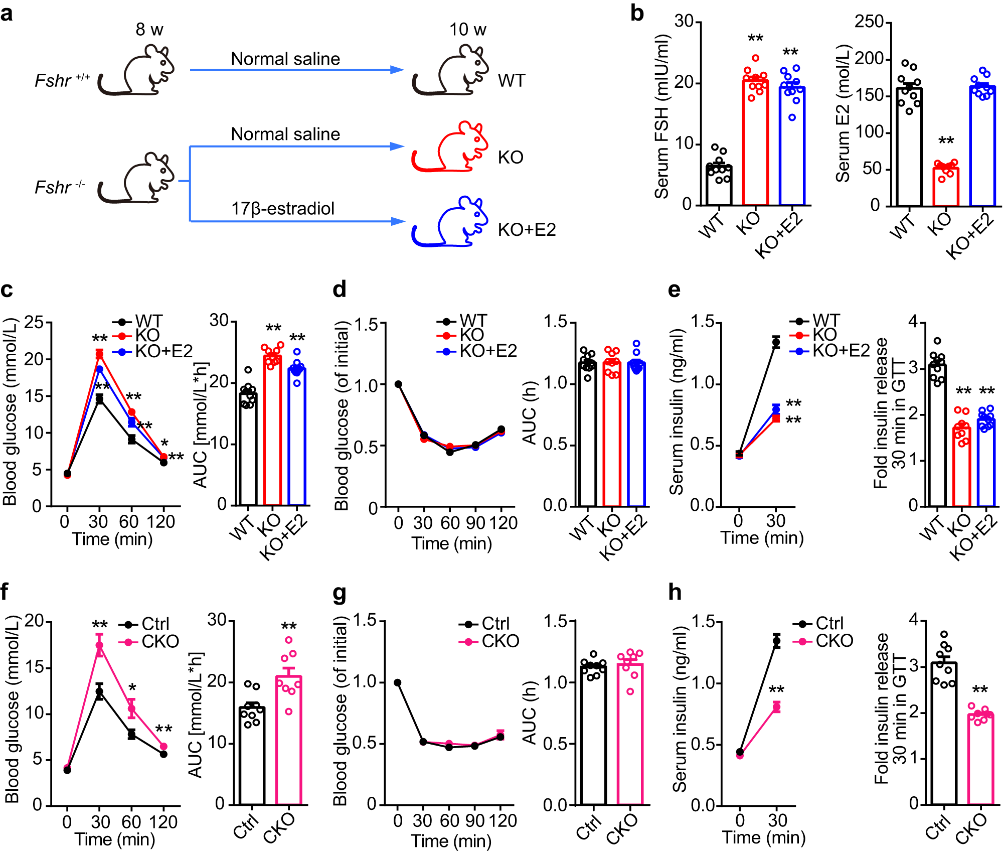 Fig. 2: FSH, independent of estrogen, regulates GSIS via FSHR.