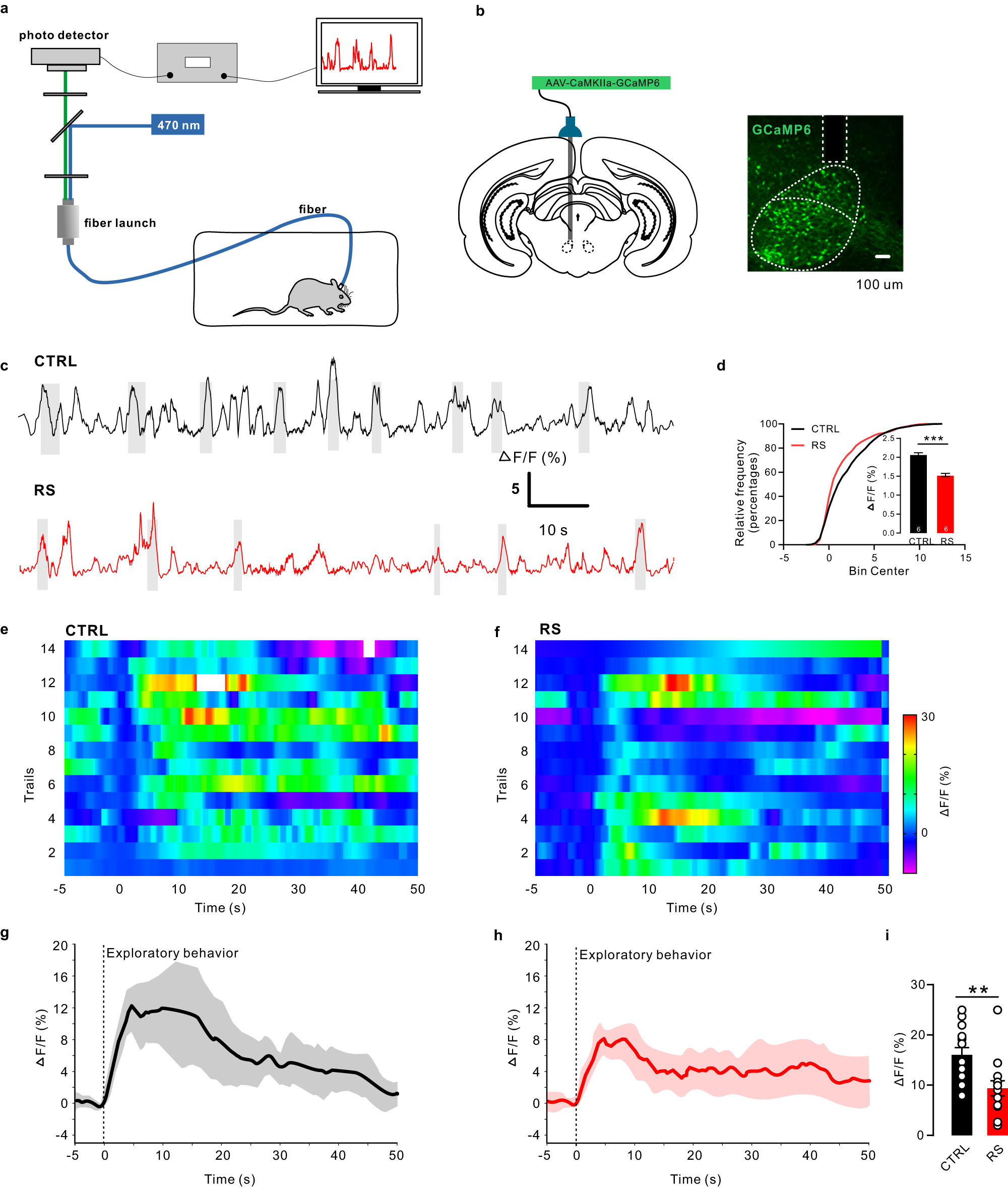 Fig. 4: Neuronal activity dysfunction in the RN glutamatergic neurons of control and RS rats.