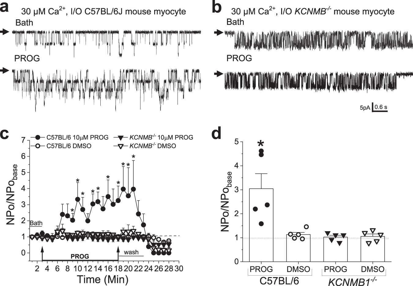 Fig. 5: Progesterone activation of BK channel activity by the β1 regulatory subunit and the importance of the high-affinity site are sustained in native smooth muscle membranes.