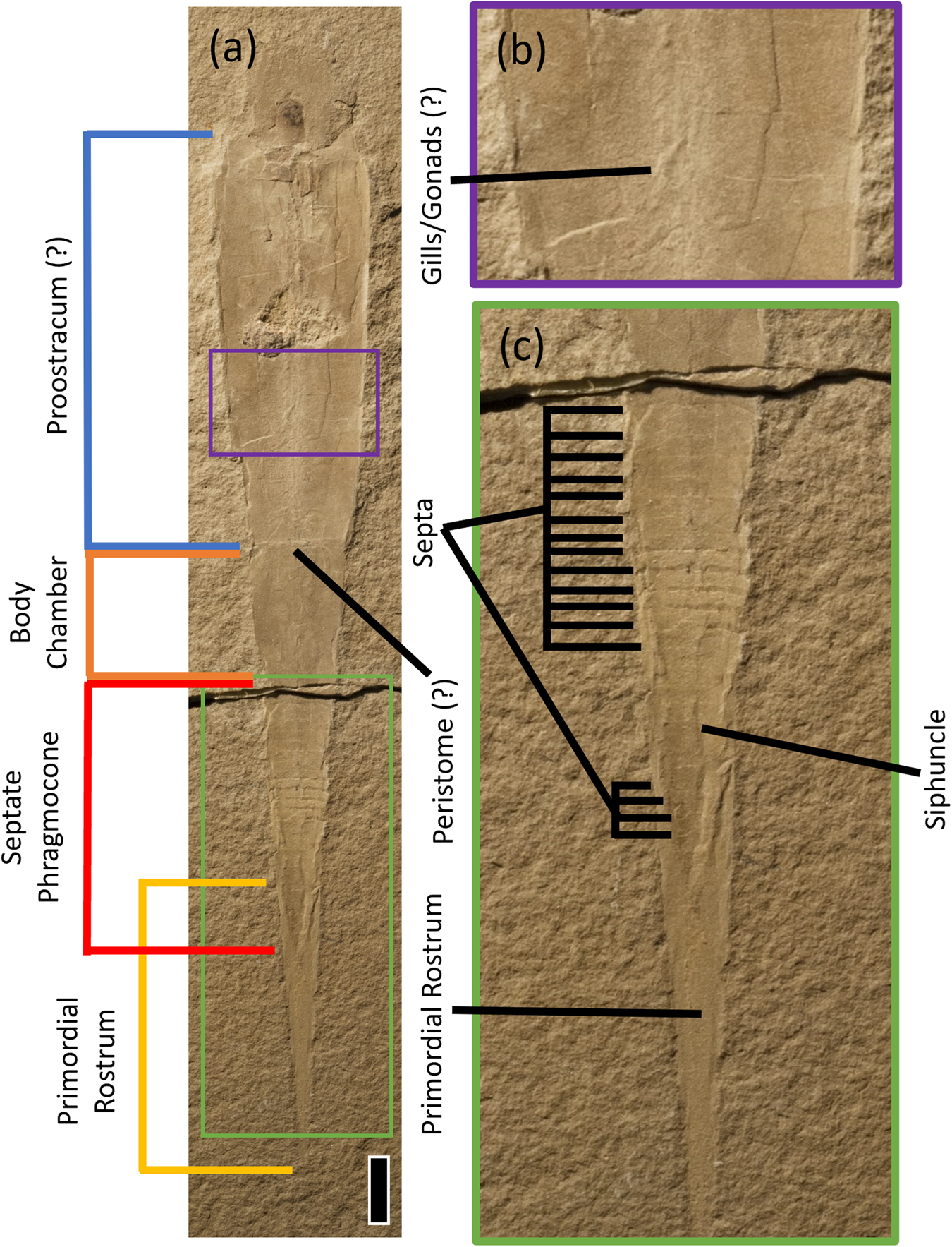 Fig. 2: Gordoniconus beargulchensis holotype AMNH 43264, part.