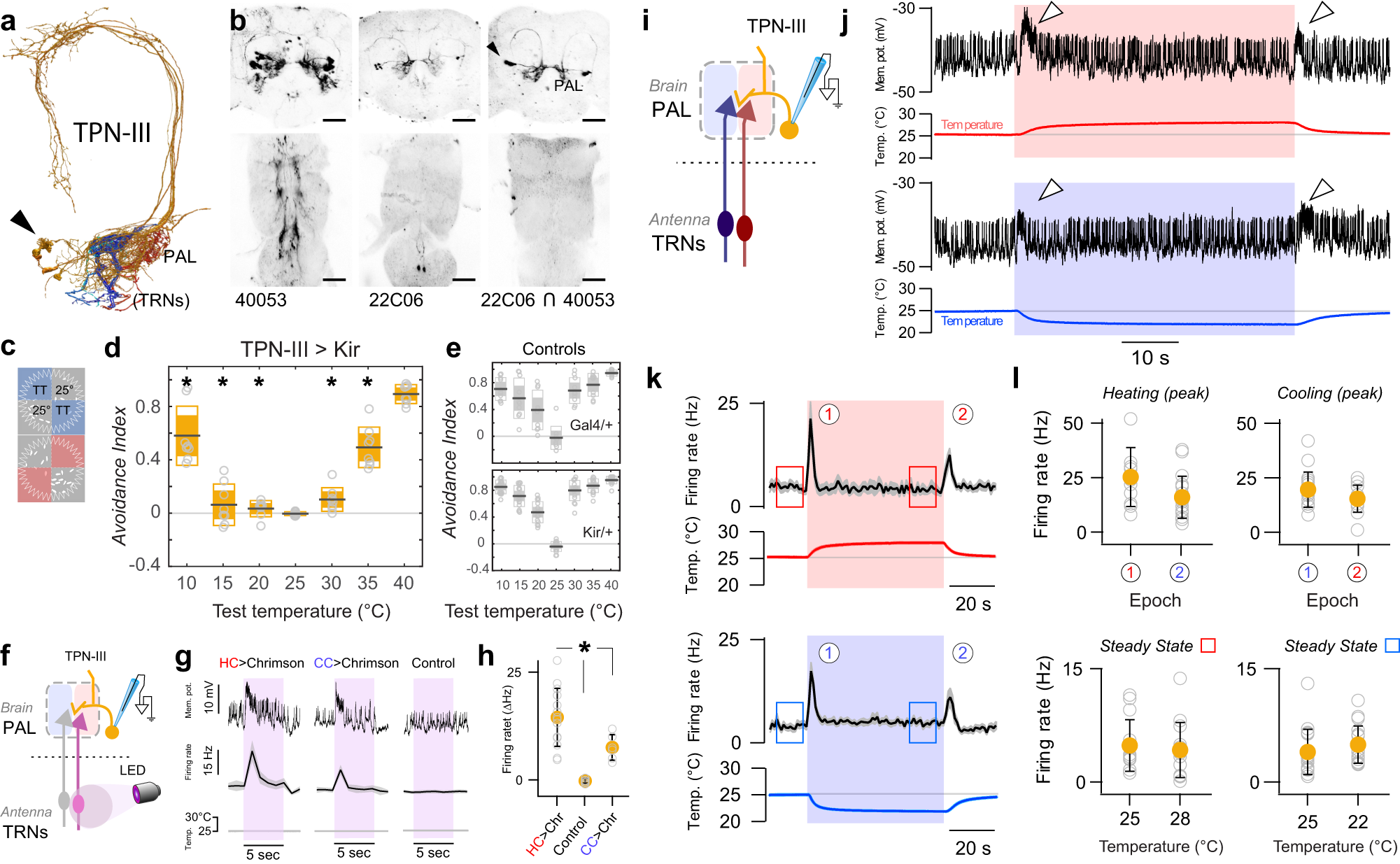 Rapid threat assessment in the Drosophila thermosensory system