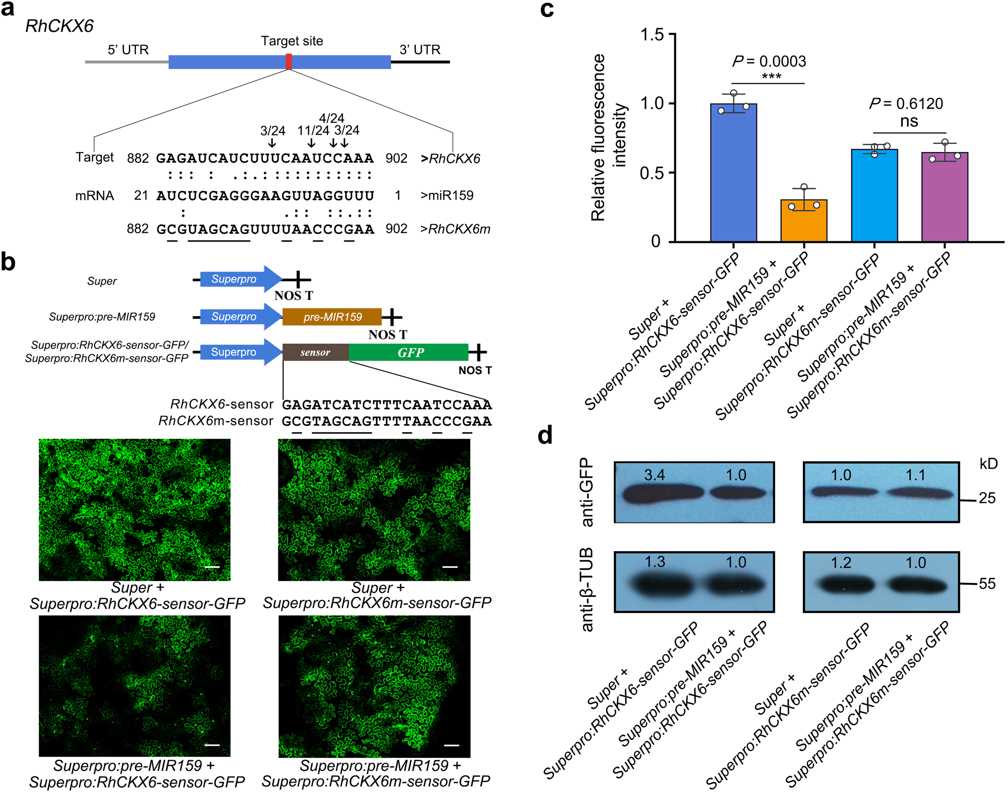 Fig. 3: miR159 targets RhCKX6 in planta.