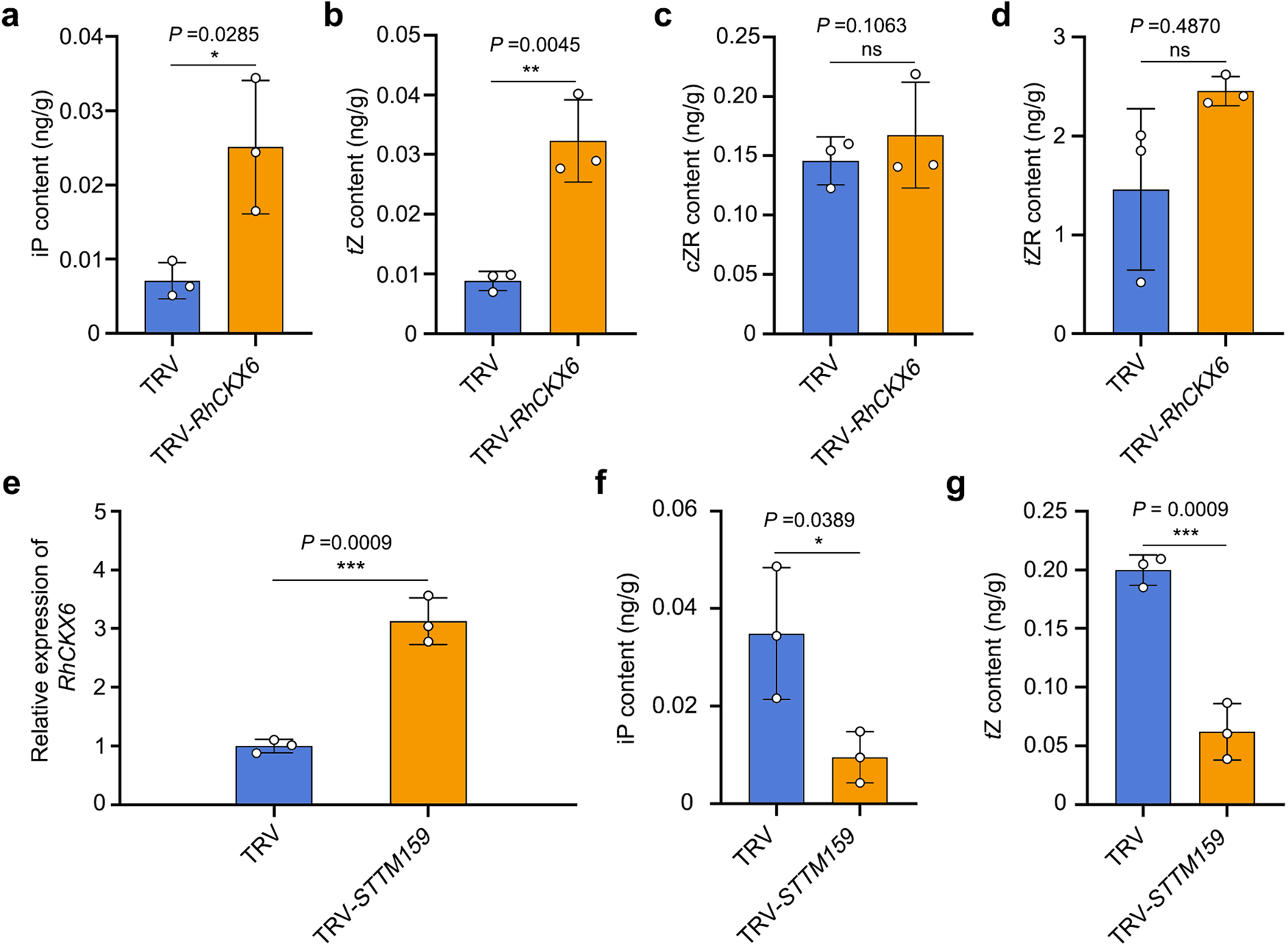Fig. 5: miR159–RhCKX6 module governs cytokinin catabolism in petals.