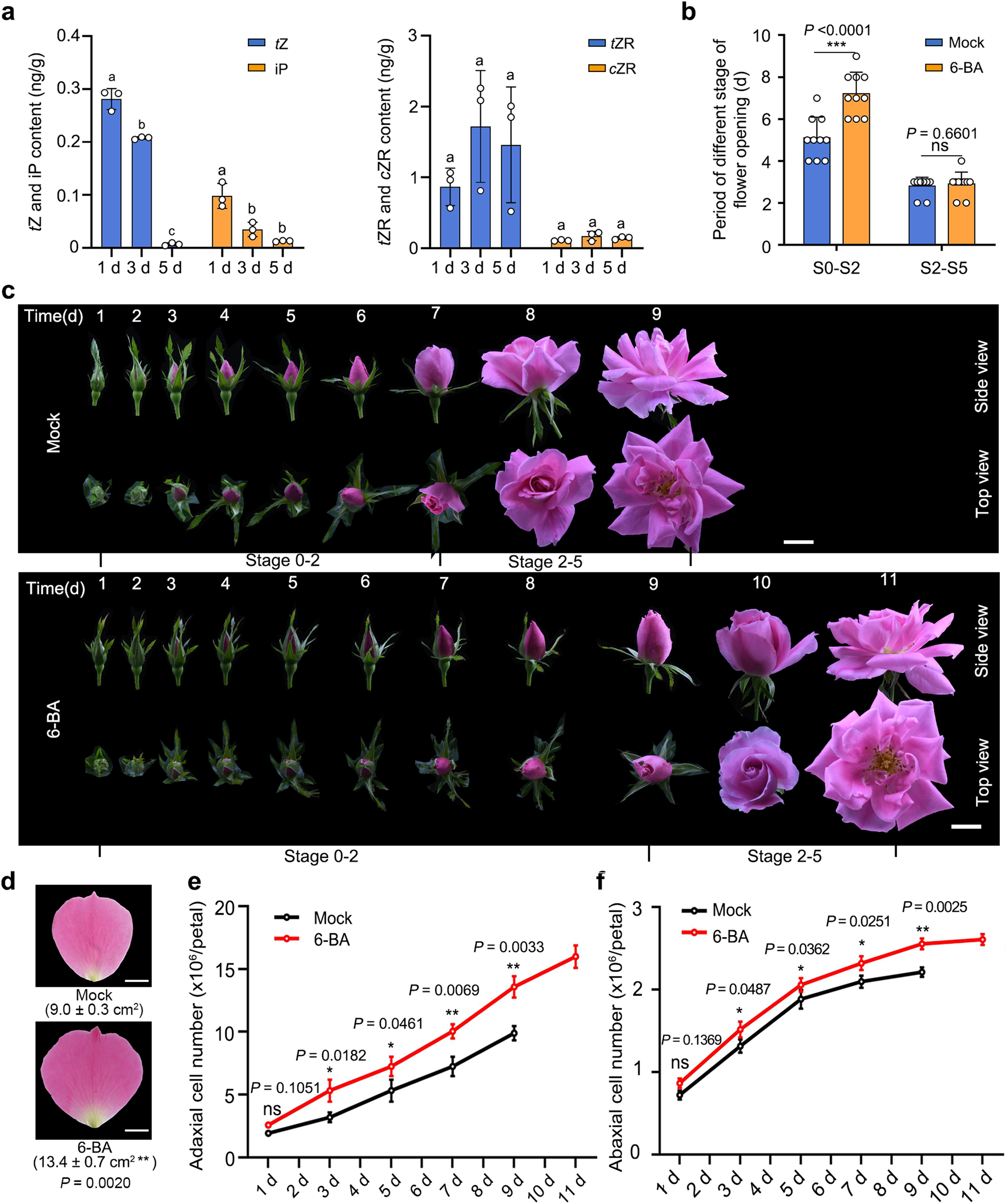 Fig. 6: Exogenous 6-benzylaminopurine (6-BA) prolongs the duration of the cell division phase in rose petals.