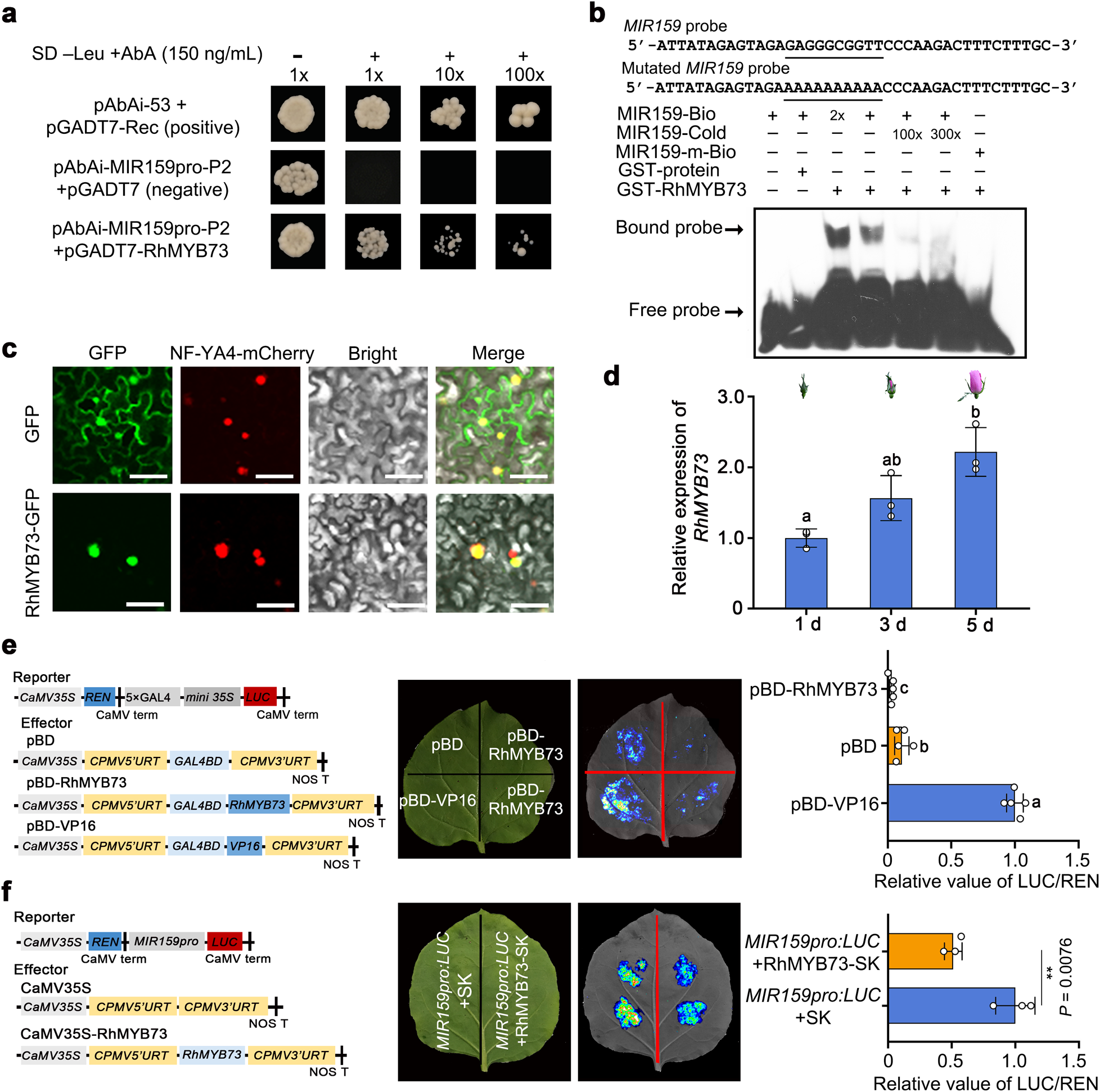 Fig. 7: RhMYB73 represses MIR159 transcription.