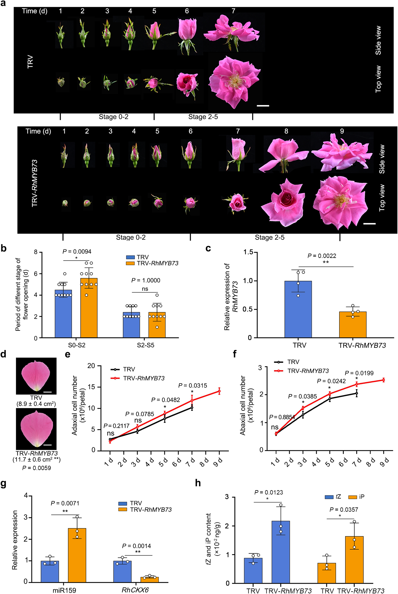 Fig. 8: Silencing RhMYB73 prolongs the duration of the cell division phase in rose petals.