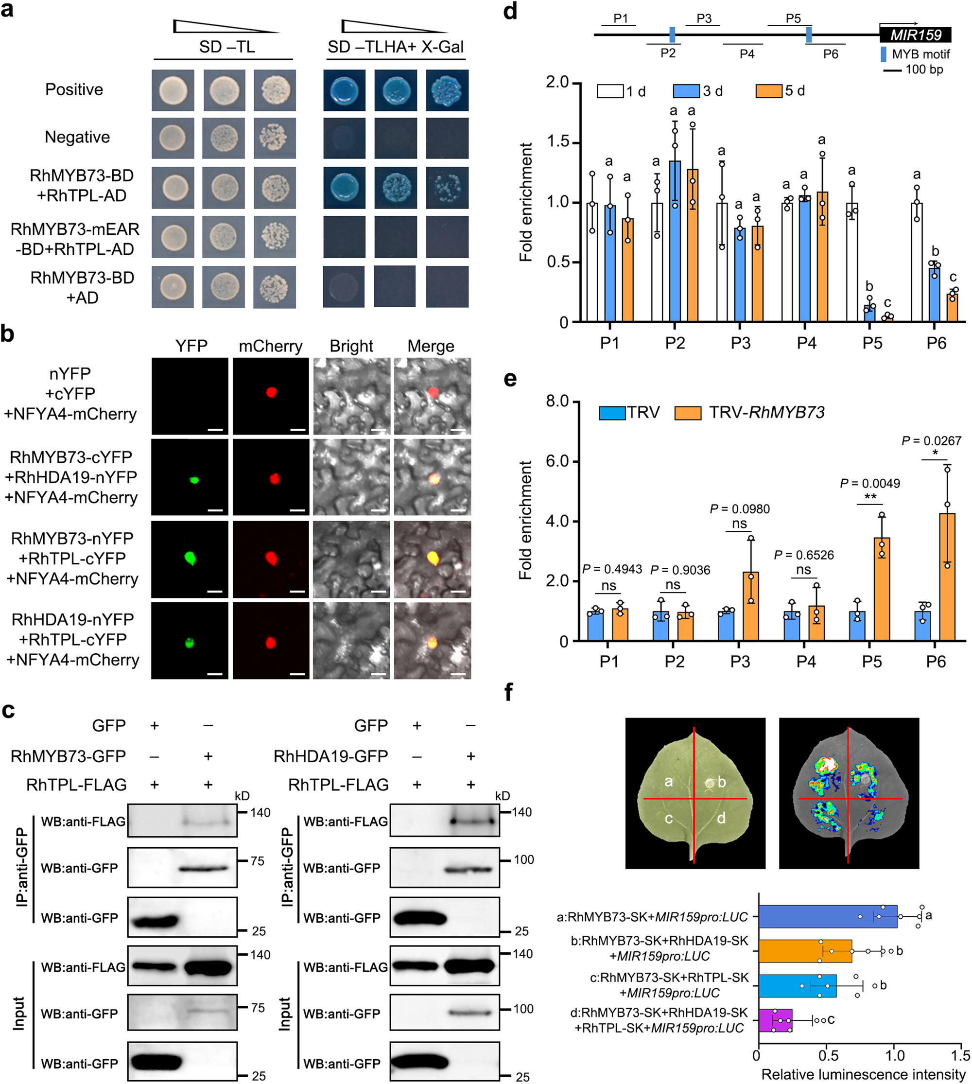 Fig. 9: RhMYB73 interacts with RhTPL and RhHDA19 to form a complex to repress MIR159 transcription by modulating H3K9ac levels at the MIR159 promoter.