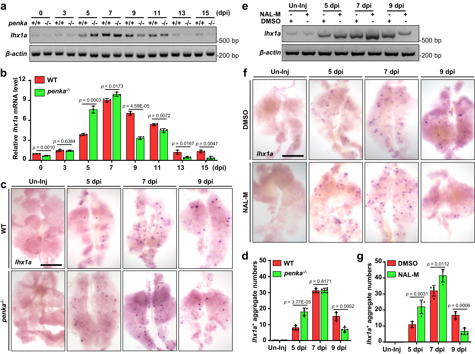 Fig. 2: PENK-A deficiency accelerates kidney regeneration.