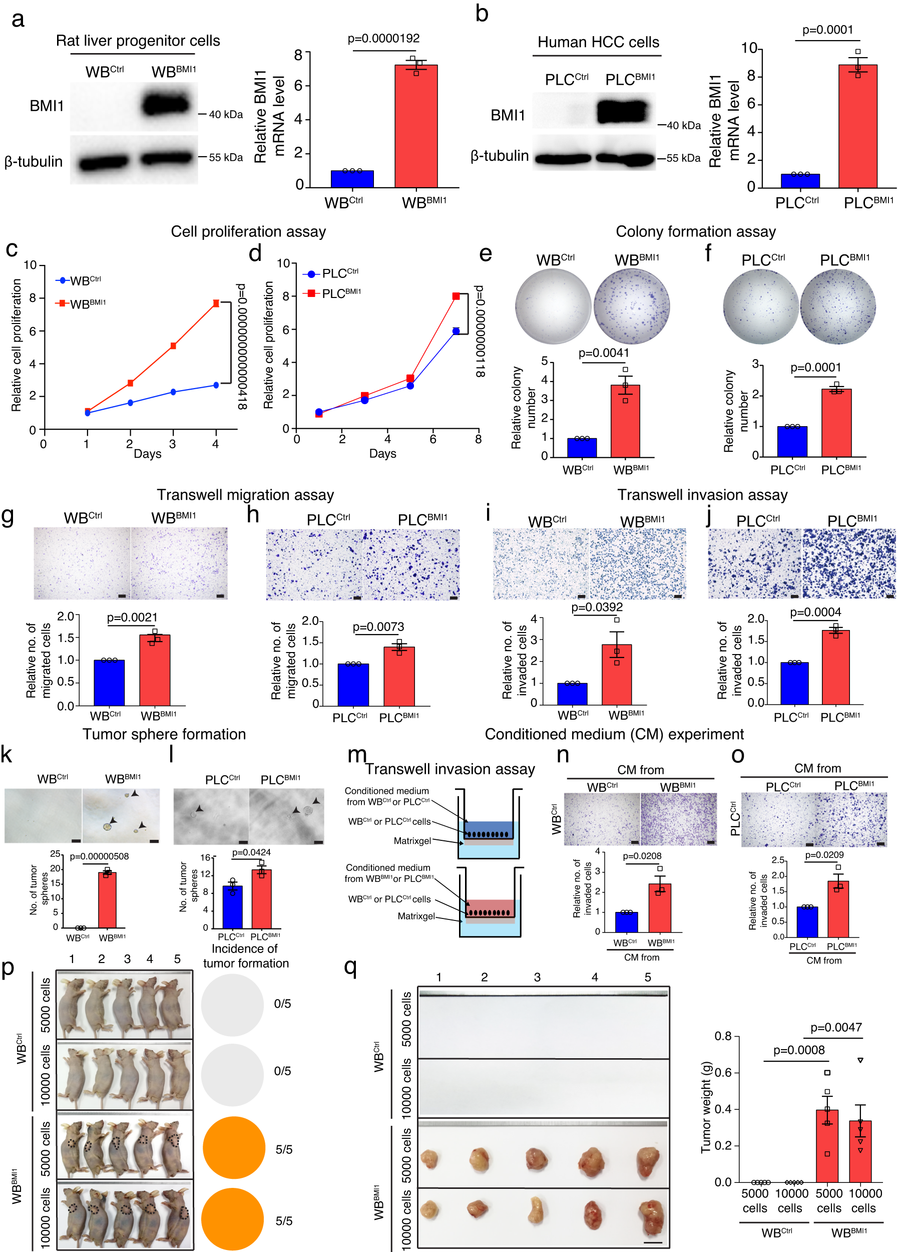 Fig. 2: Overexpression of BMI1 spontaneously transforms liver progenitor cells into tumor initiating cells.