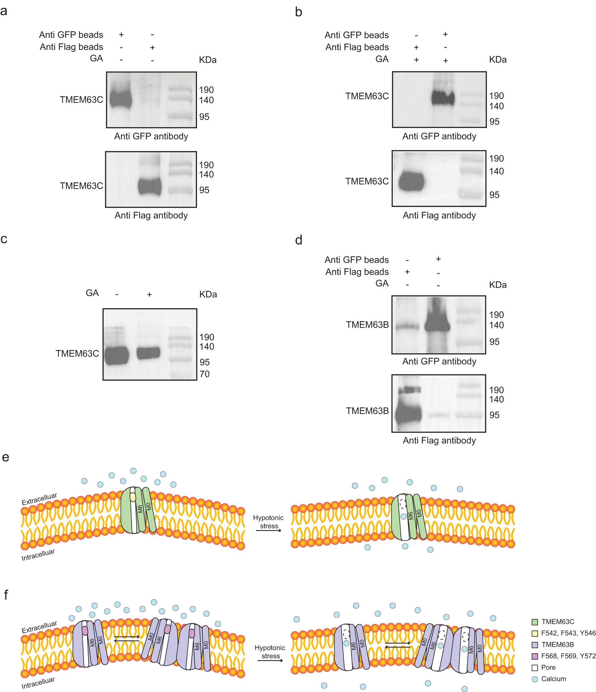 Fig. 4: Native state of TMEM63C is a monomer.