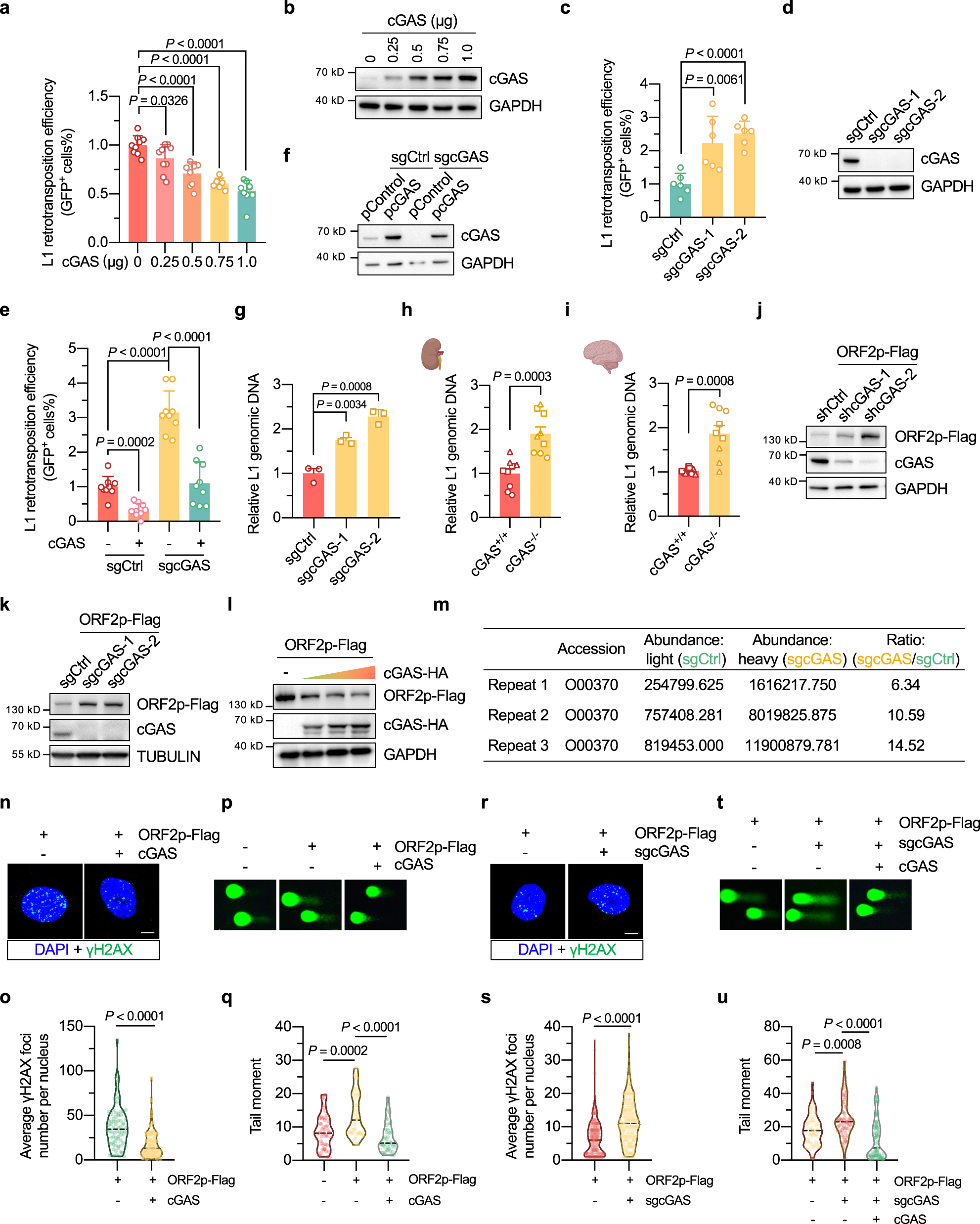 piR-8041 upregulation impacts expression of genes related to cellular