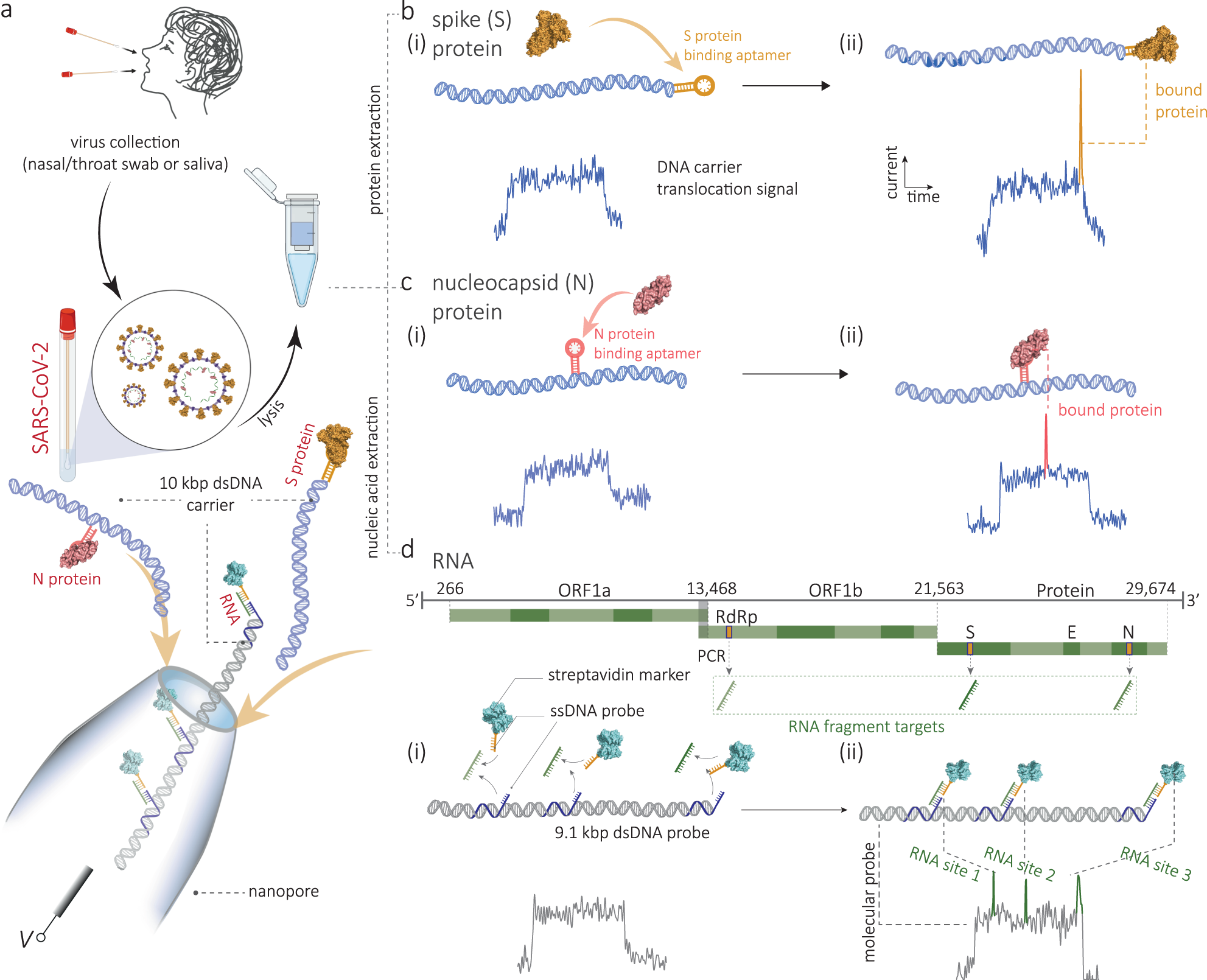 Multiplexed detection of viral antigen and RNA using nanopore sensing and  encoded molecular probes | Nature Communications