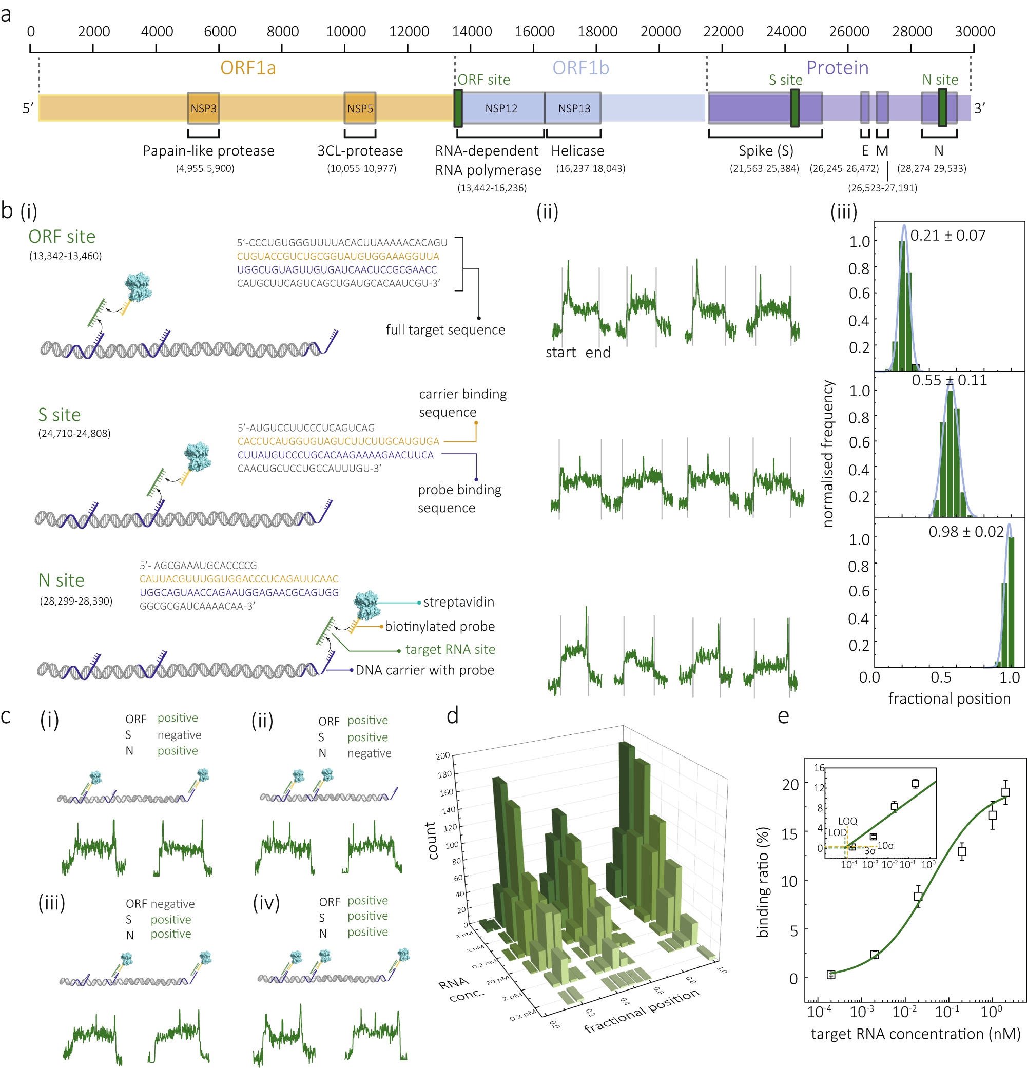 Fig. 4: Multiplexed detection of SARS-CoV-2 RNA fragments.