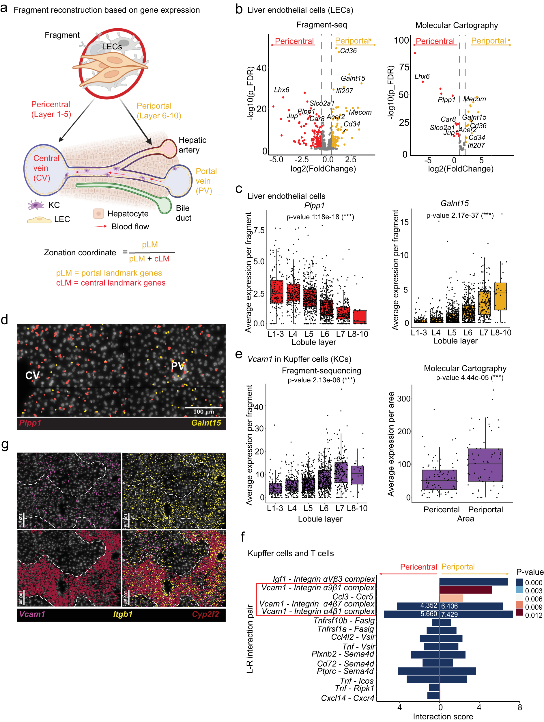 Fig. 2: Fragment-seq application to investigate gene zonation during liver metastasis.