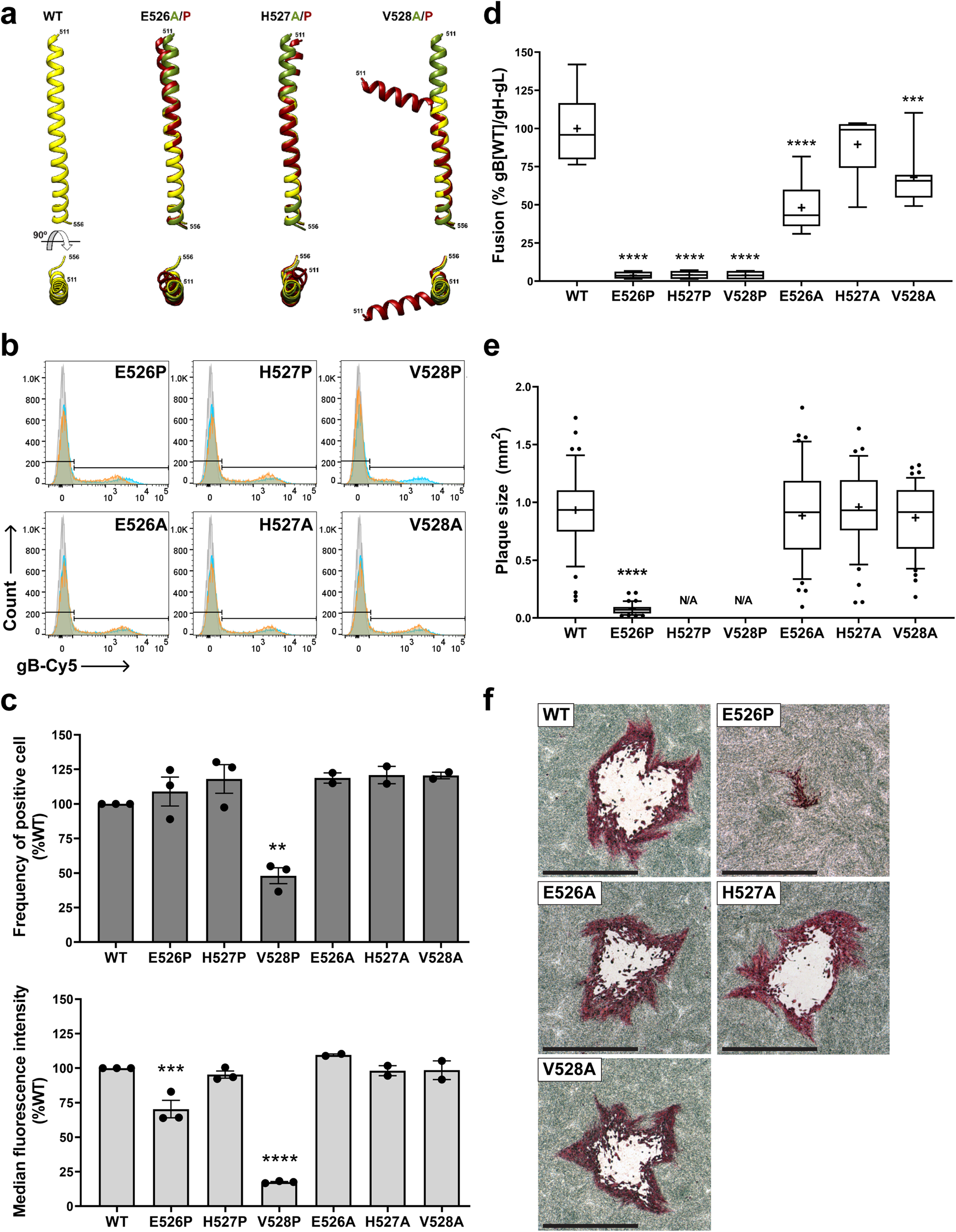 Fig. 3: Targeted mutagenesis of gB 526EHV528 disrupts gB/gH-gL dependent membrane fusion and viral replication.