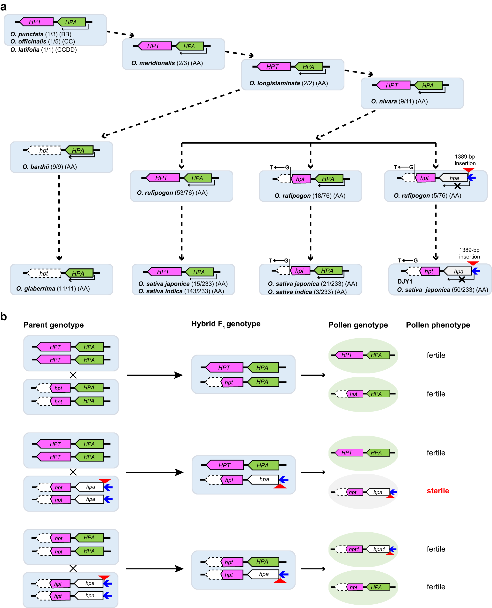 Fig. 5: Loss-of-function of qHMS1 is a recent evolutionary event.