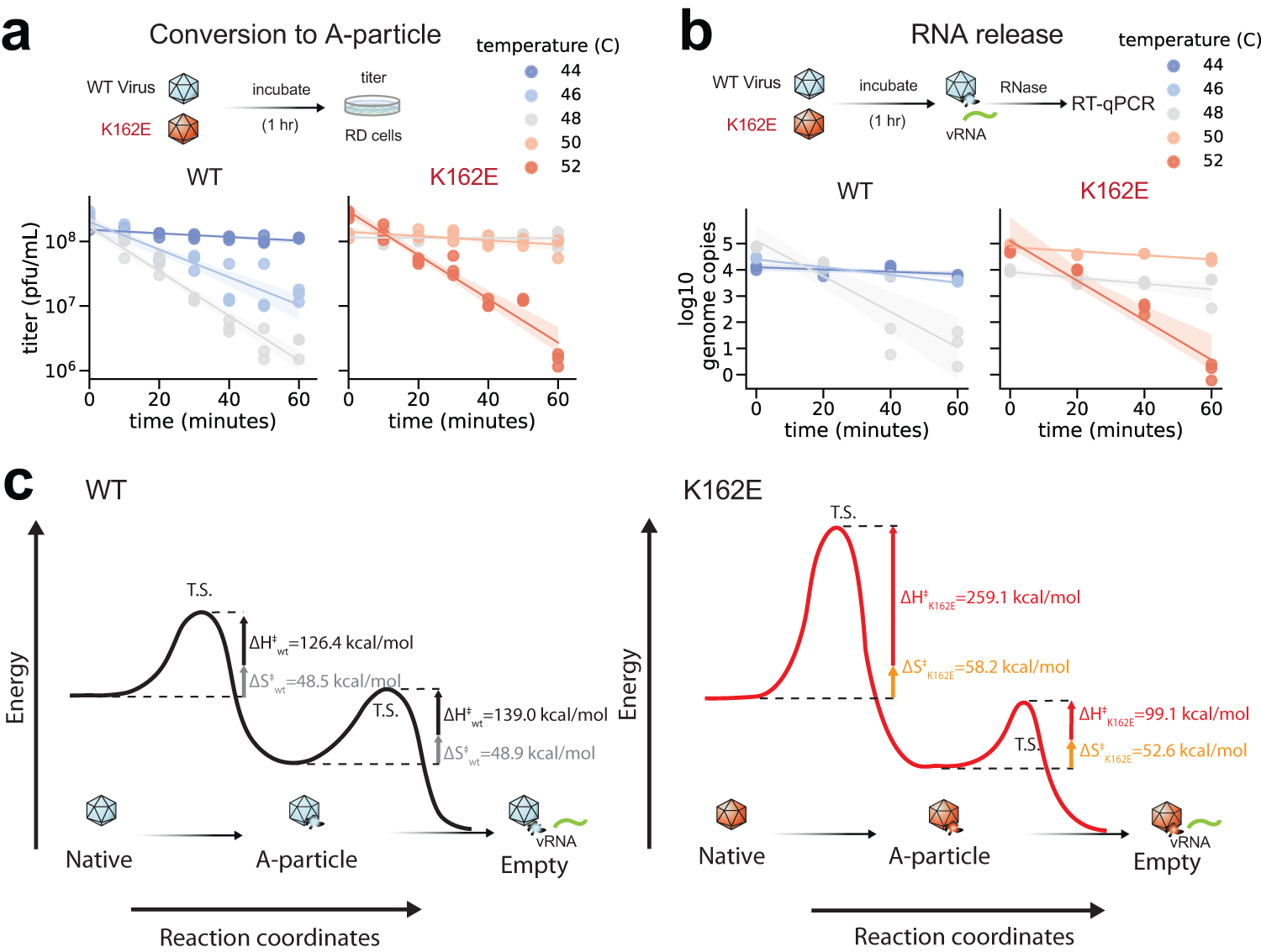 Fig. 3: Energy landscape of uncoating state transitions.