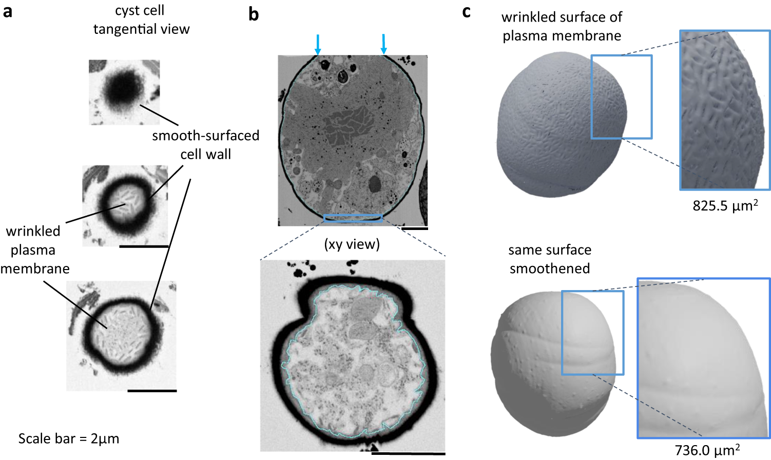 Fig. 4: Wrinkled plasma membrane of Sanguina nivaloides cysts.