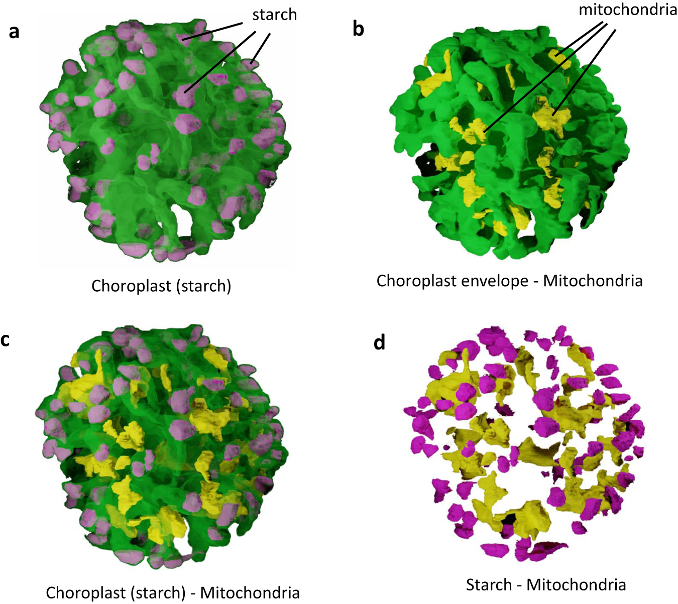 Fig. 9: Proximity of mitochondria to chloroplast peripheral ends filled with starch.