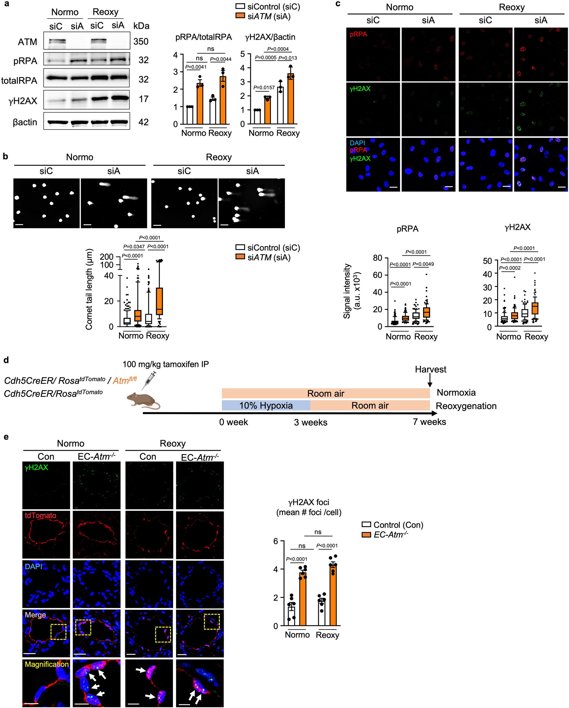 Fig. 2: Loss of ATM induces unrepaired DNA damage in normoxia and after reoxygenation in human PAEC and in EC-Atm-/- mice.