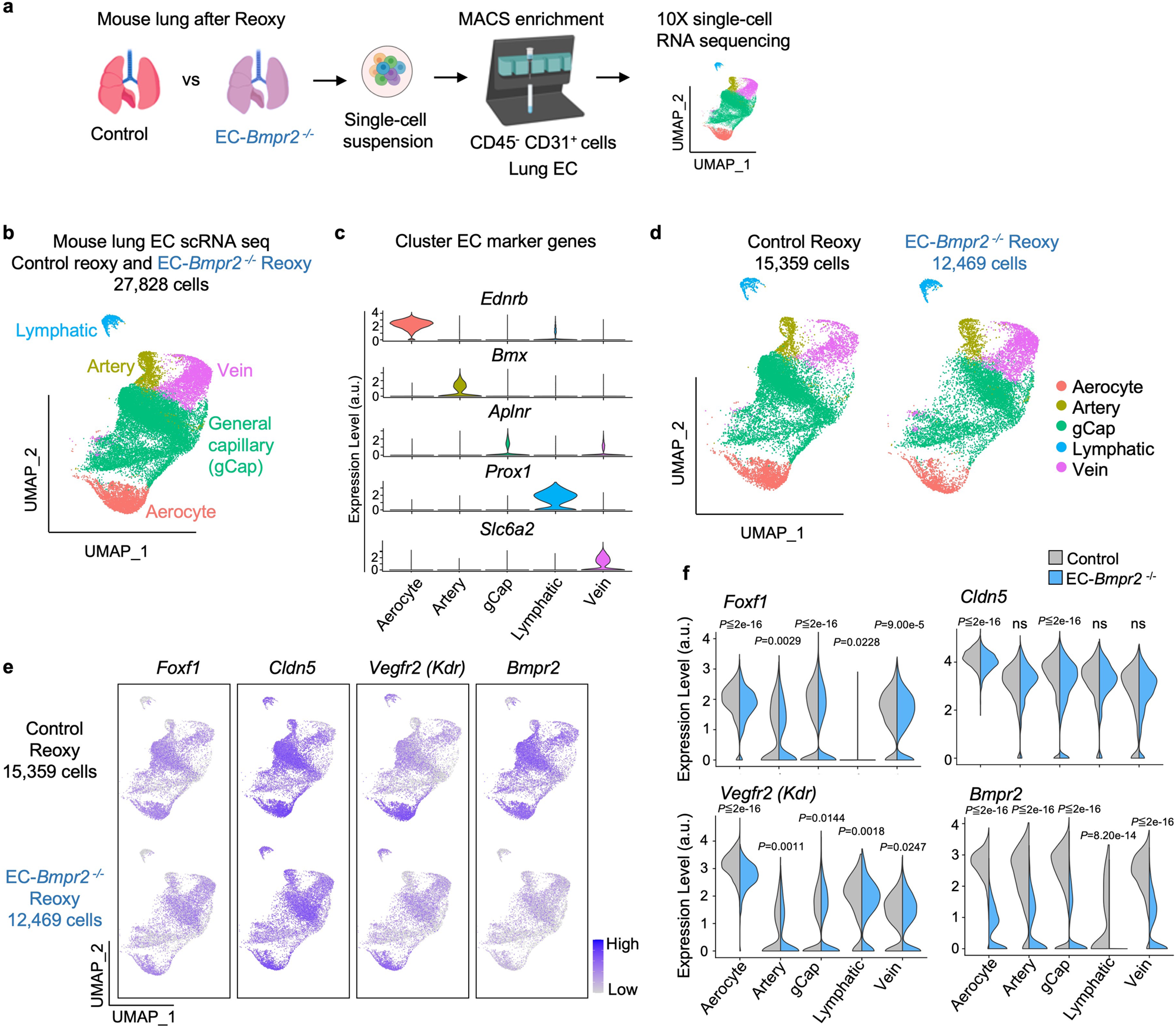 Fig. 5: Single-cell RNA seq identifies decreased angiogenesis genes in EC subpopulations of Bmpr2-deleted mice following reoxygenation.