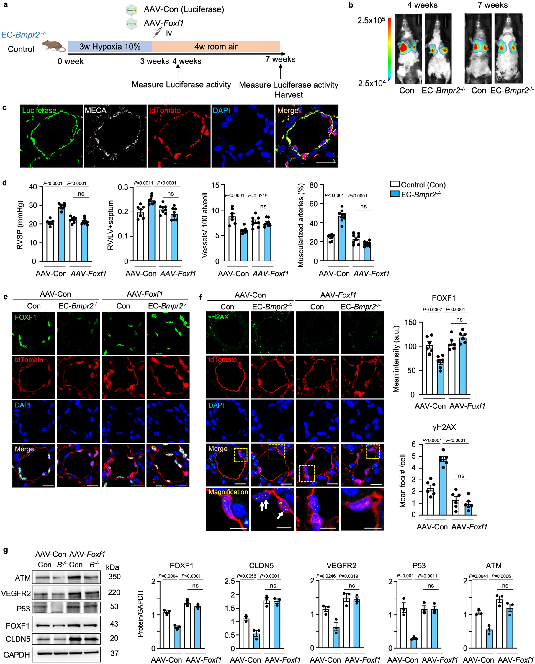 Fig. 7: Delivering Foxf1 to pulmonary endothelial cells of EC-Bmpr2-/- mice restores angiogenesis and reverses persistent pulmonary hypertension.