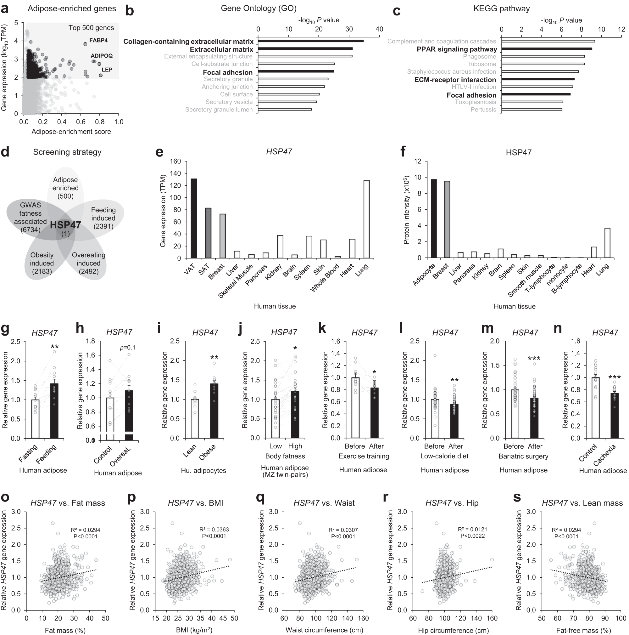 Fig. 1: The association of HSP47 expression with human body adiposity.