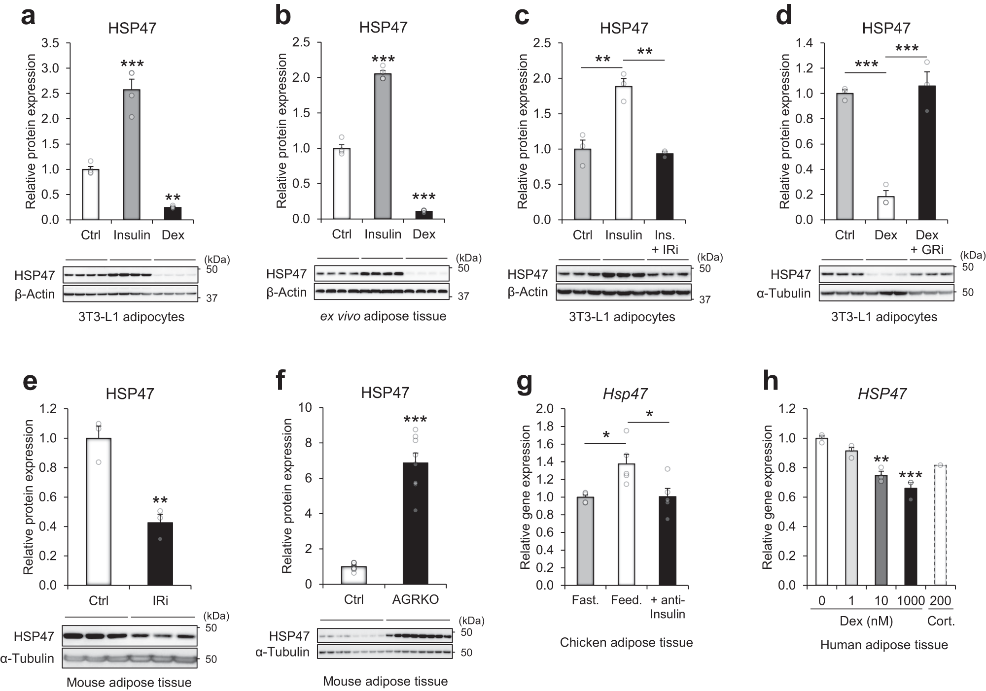 Fig. 2: Hormonal regulation of HSP47 by insulin and corticosteroids.