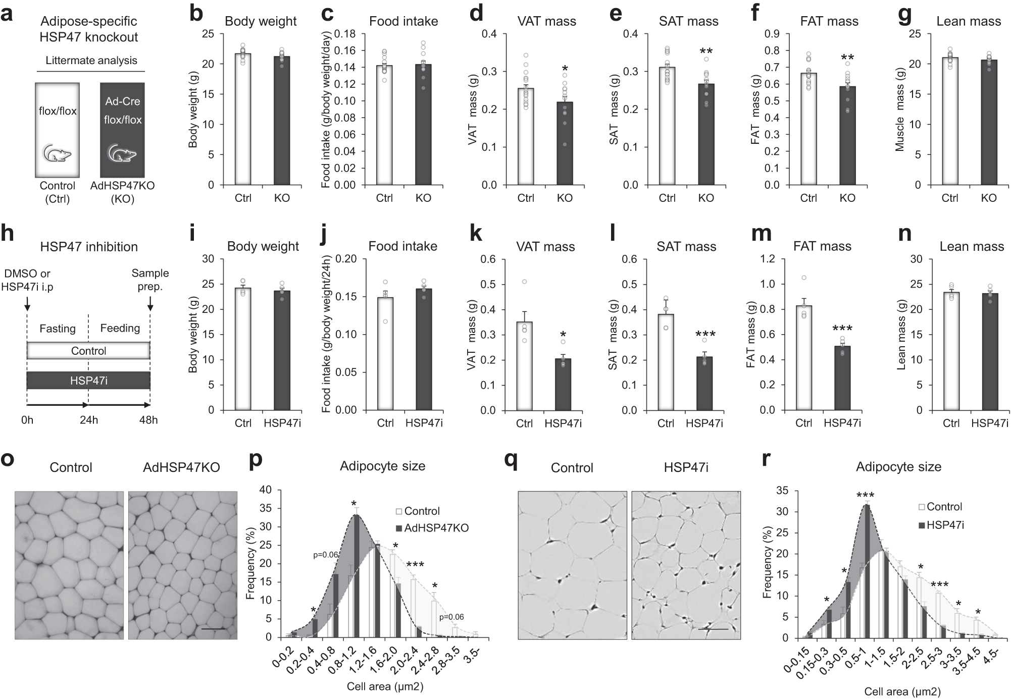 Fig. 4: HSP47 ablations reduce the level of body adiposity and adipocyte size.