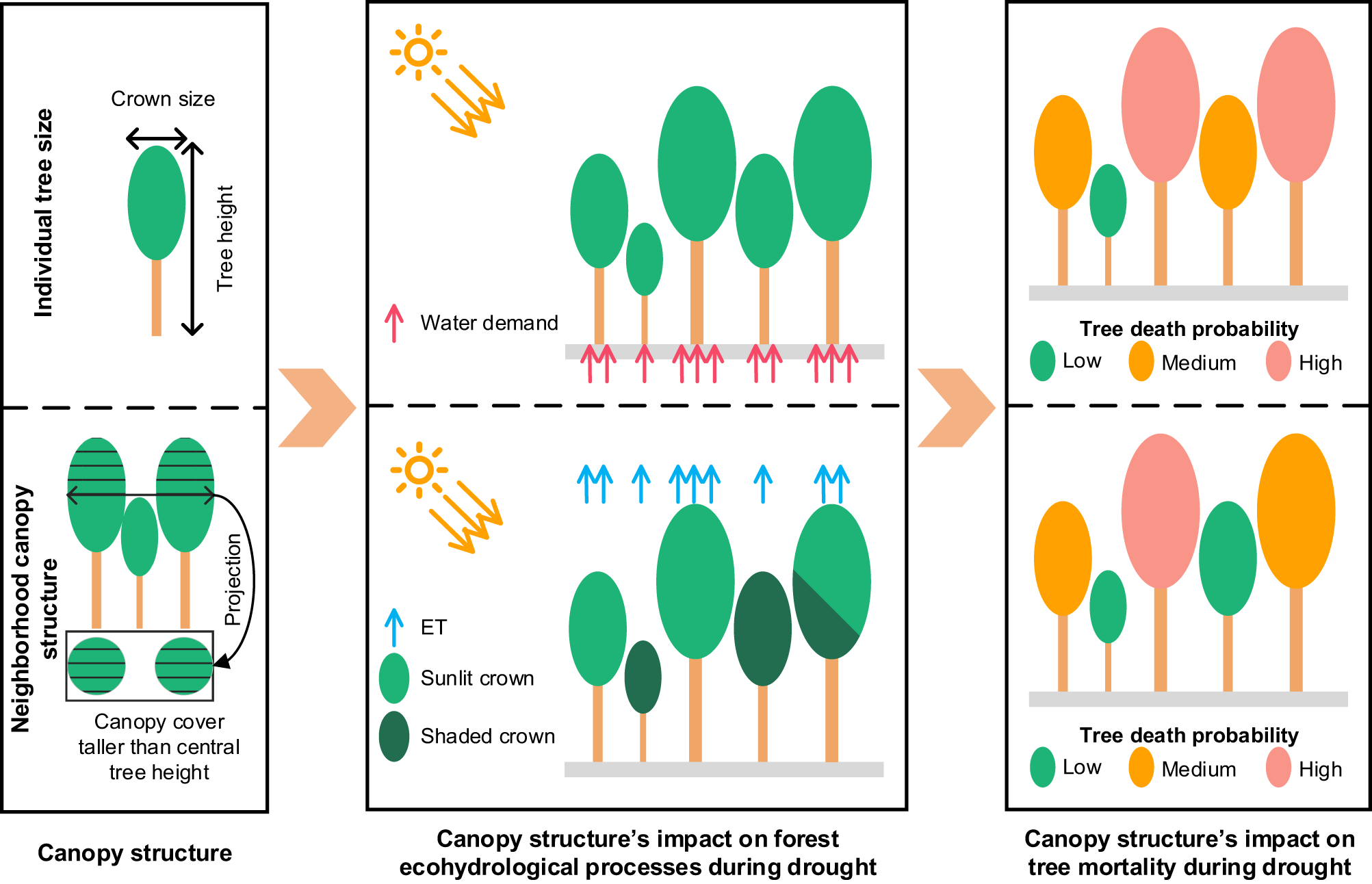 Fig. 1: A conceptual diagram of the influence of canopy structure on tree mortality during drought.