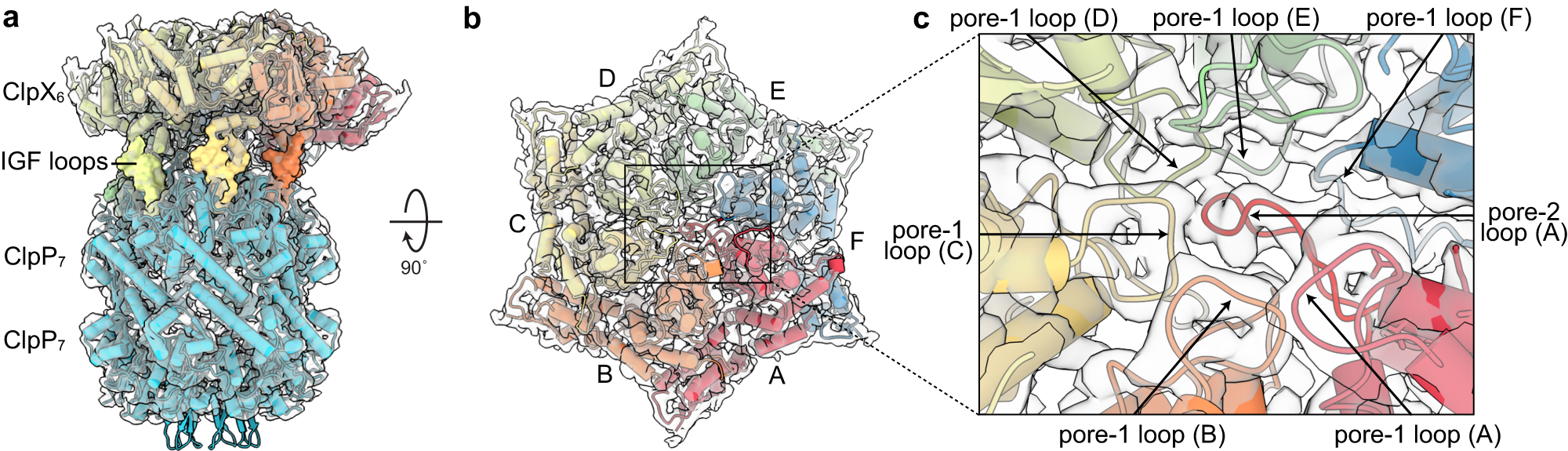 Fig. 1: Cryo-EM structure of substrate-free particles containing single-chain ClpX∆N and ClpP.