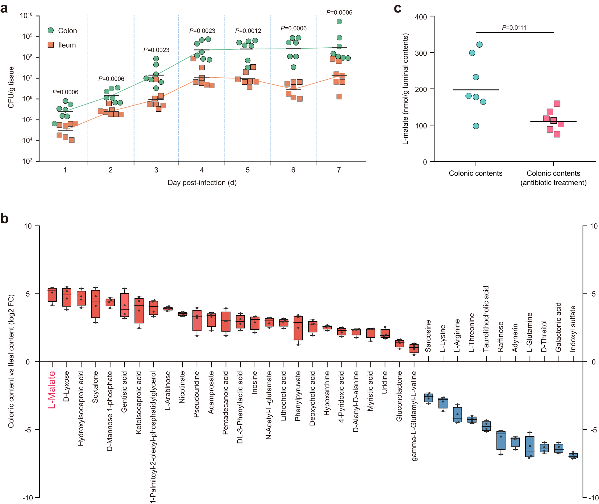 Fig. 1: The L-malate-rich large intestine is the predominant site of EHEC O157:H7 colonization in infant rabbits.