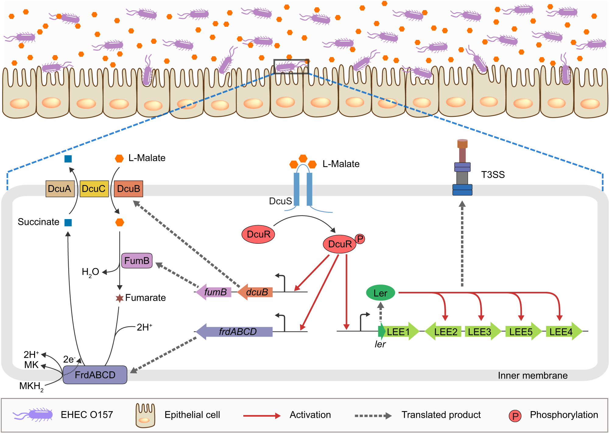 Fig. 8: Model for the DcuSR-mediated L-malate signaling regulatory pathway in EHEC O157:H7.