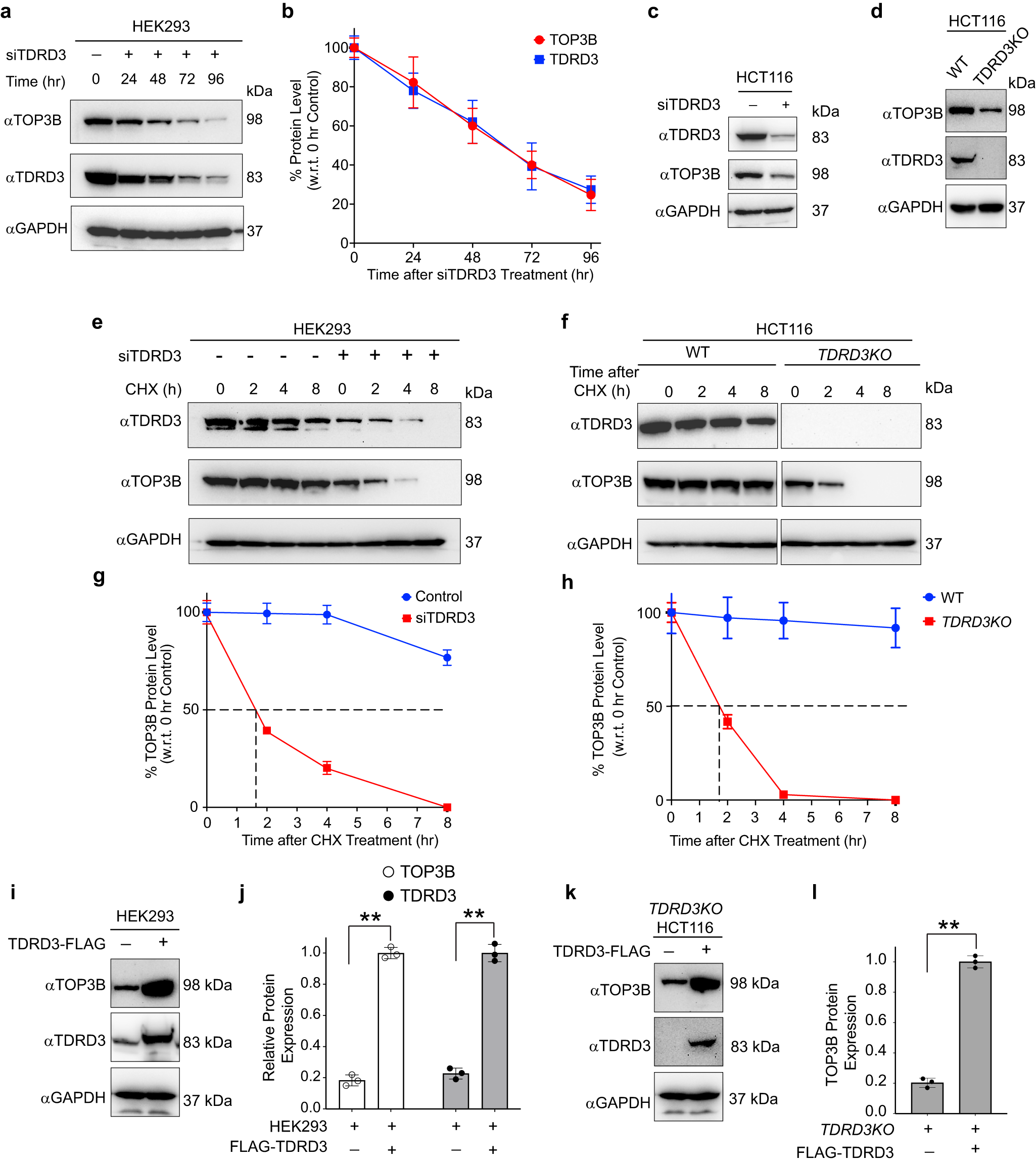 Fig. 1: TDRD3 maintains TOP3B protein levels in HEK293 and HCT116 cells.