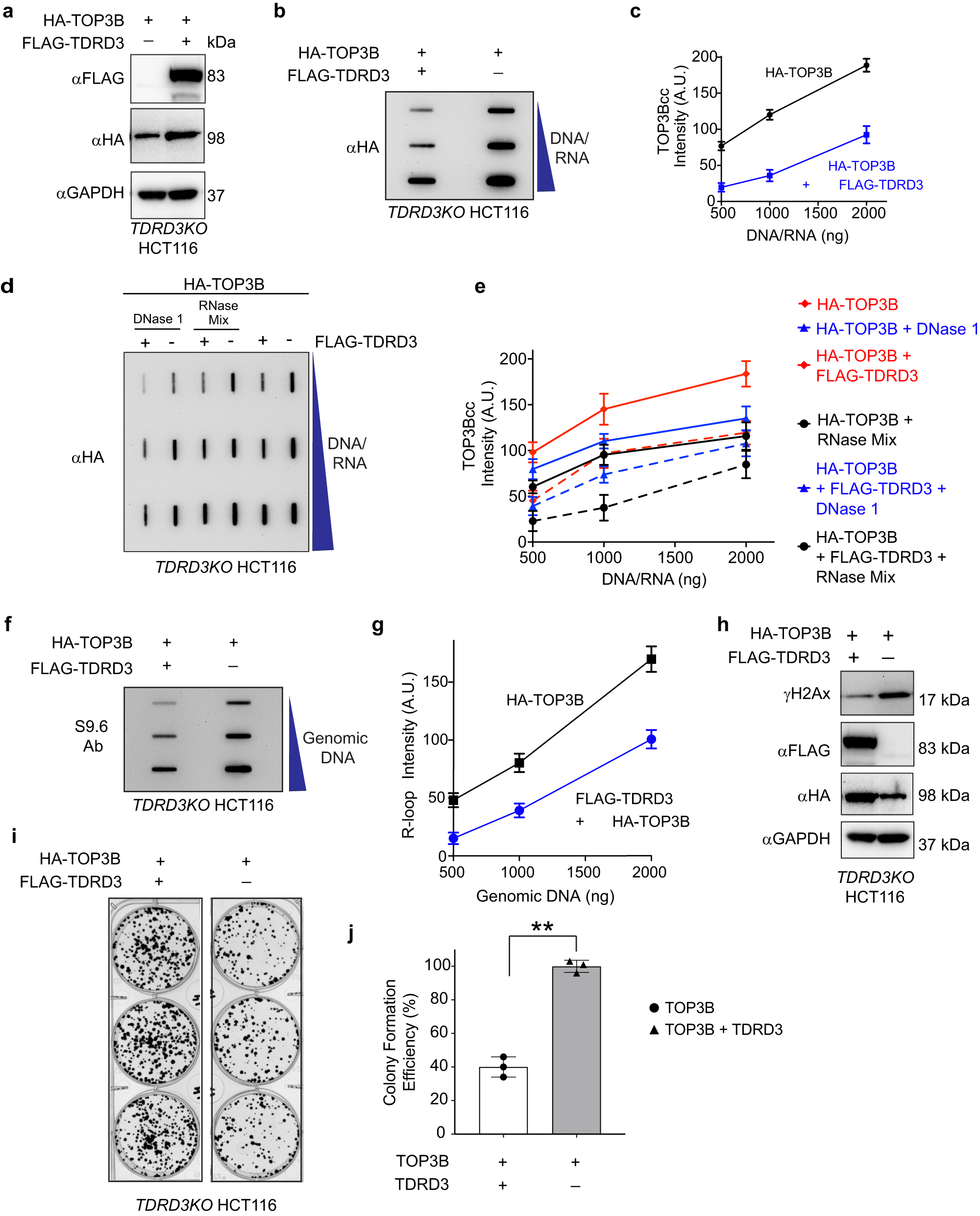 Fig. 5: Cellular depletion of TDRD3 causes accumulation of aberrant TOP3Bccs and genomic instability.